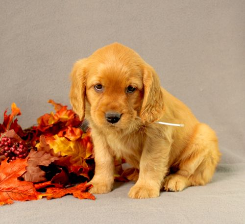 puppy, for, sale, Miniature Golden Retriever, Ivan J. Stoltzfus, dog, breeder, Dornsife, PA, dog-breeder, puppy-for-sale, forsale, nearby, find, puppyfind, locator, puppylocator, aca