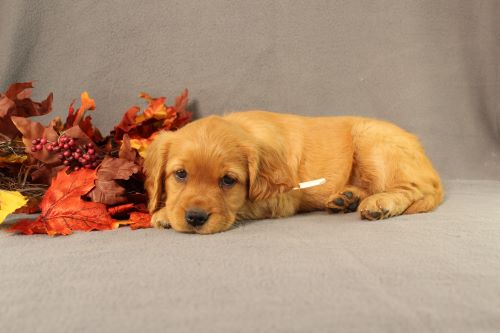 puppy, for, sale, Miniature Golden Retriever, Ivan J. Stoltzfus, dog, breeder, Dornsife, PA, dog-breeder, puppy-for-sale, forsale, nearby, find, puppyfind, locator, puppylocator, aca