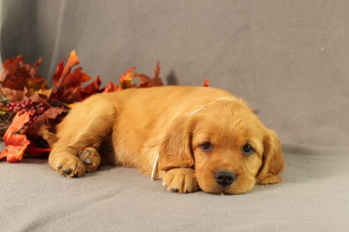 puppy, for, sale, Miniature Golden Retriever, Ivan J. Stoltzfus, dog, breeder, Dornsife, PA, dog-breeder, puppy-for-sale, forsale, nearby, find, puppyfind, locator, puppylocator, aca