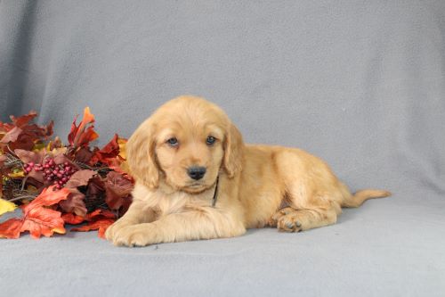 puppy, for, sale, Miniature Golden Retriever, Ivan J. Stoltzfus, dog, breeder, Dornsife, PA, dog-breeder, puppy-for-sale, forsale, nearby, find, puppyfind, locator, puppylocator, aca