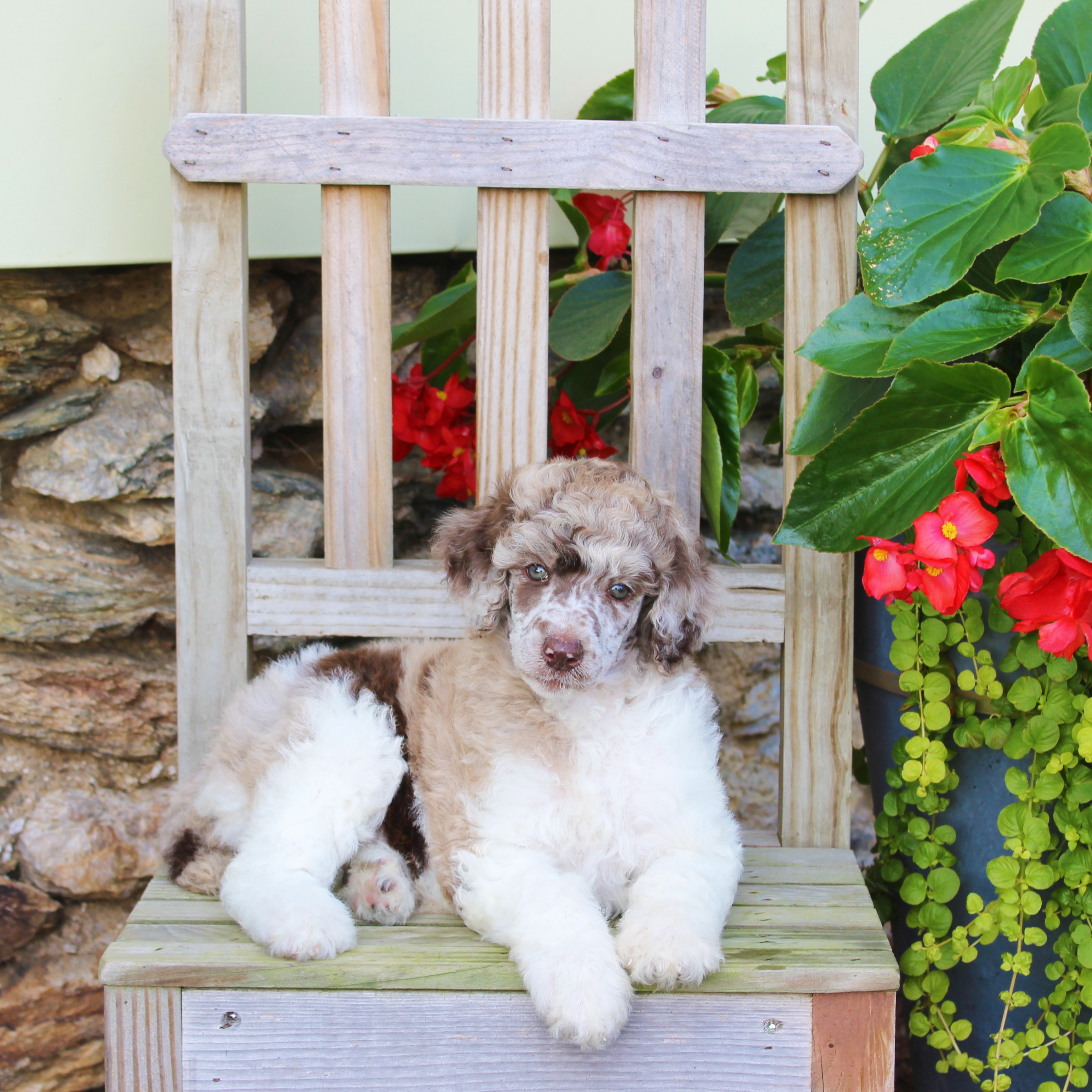 puppy, for, sale, Standard Poodle, John  Stoltzfus, dog, breeder, Christiana, PA, dog-breeder, puppy-for-sale, forsale, nearby, find, puppyfind, locator, puppylocator, aca