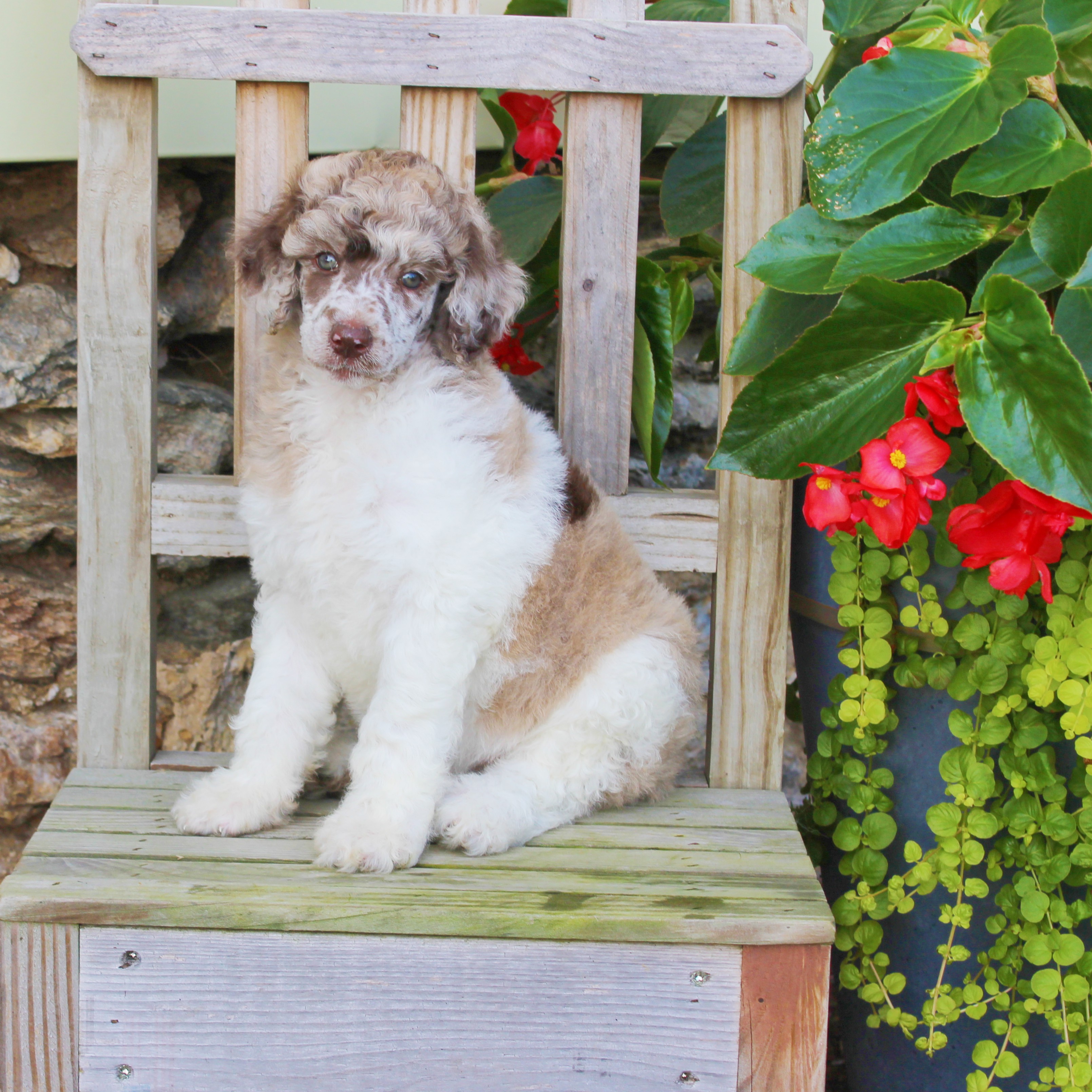 puppy, for, sale, Standard Poodle, John  Stoltzfus, dog, breeder, Christiana, PA, dog-breeder, puppy-for-sale, forsale, nearby, find, puppyfind, locator, puppylocator, aca