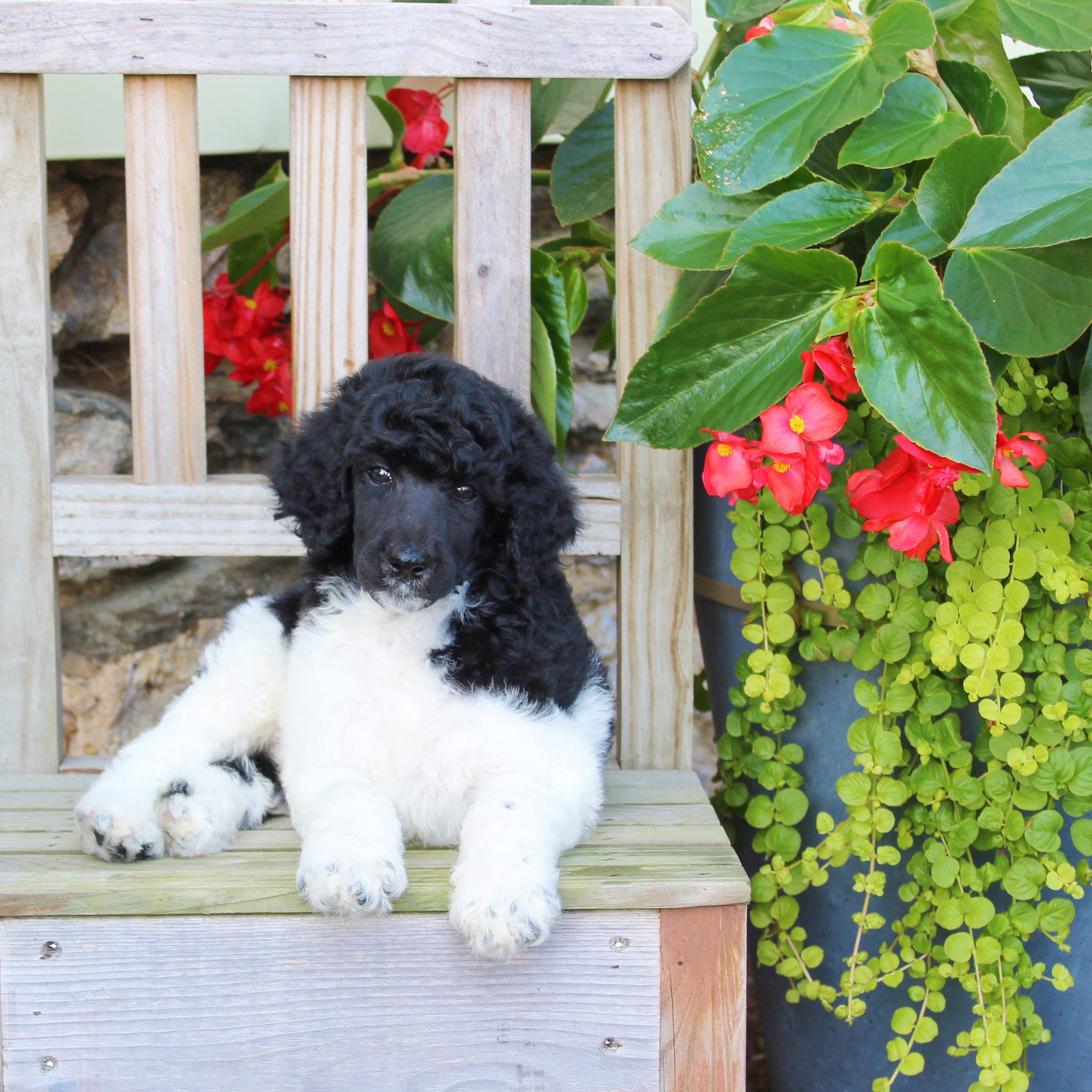 puppy, for, sale, Standard Poodle, John  Stoltzfus, dog, breeder, Christiana, PA, dog-breeder, puppy-for-sale, forsale, nearby, find, puppyfind, locator, puppylocator, aca