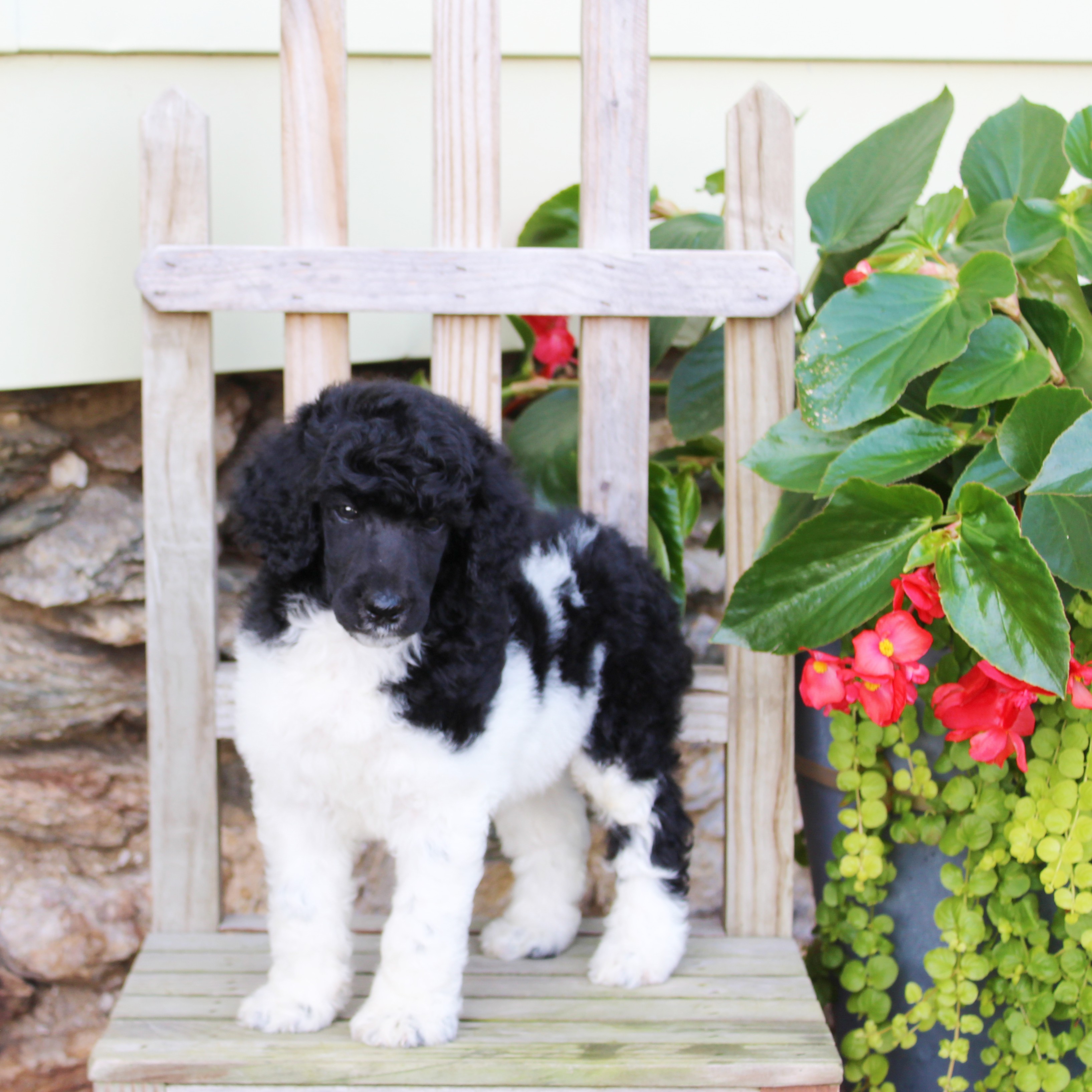 puppy, for, sale, Standard Poodle, John  Stoltzfus, dog, breeder, Christiana, PA, dog-breeder, puppy-for-sale, forsale, nearby, find, puppyfind, locator, puppylocator, aca