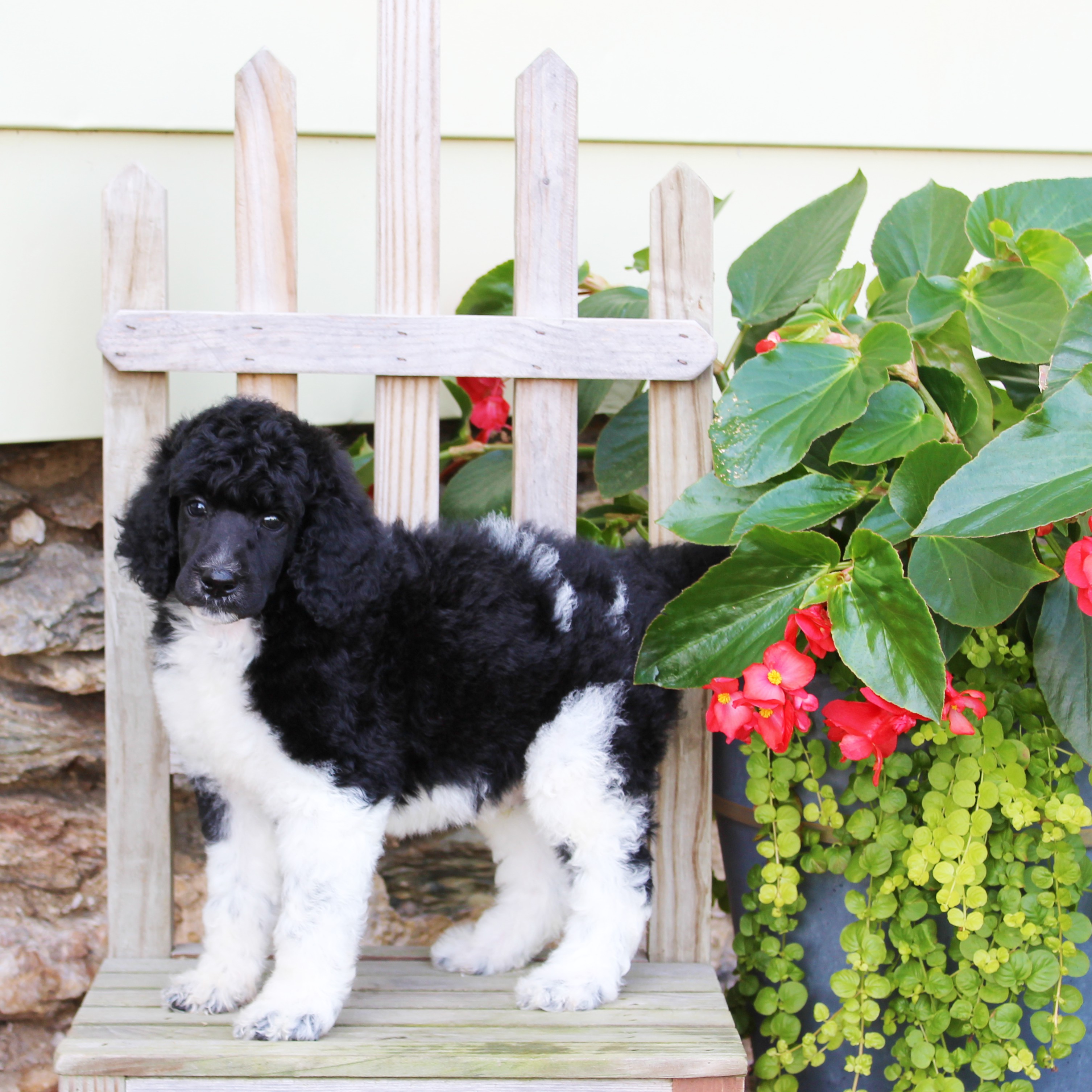 puppy, for, sale, Standard Poodle, John  Stoltzfus, dog, breeder, Christiana, PA, dog-breeder, puppy-for-sale, forsale, nearby, find, puppyfind, locator, puppylocator, aca