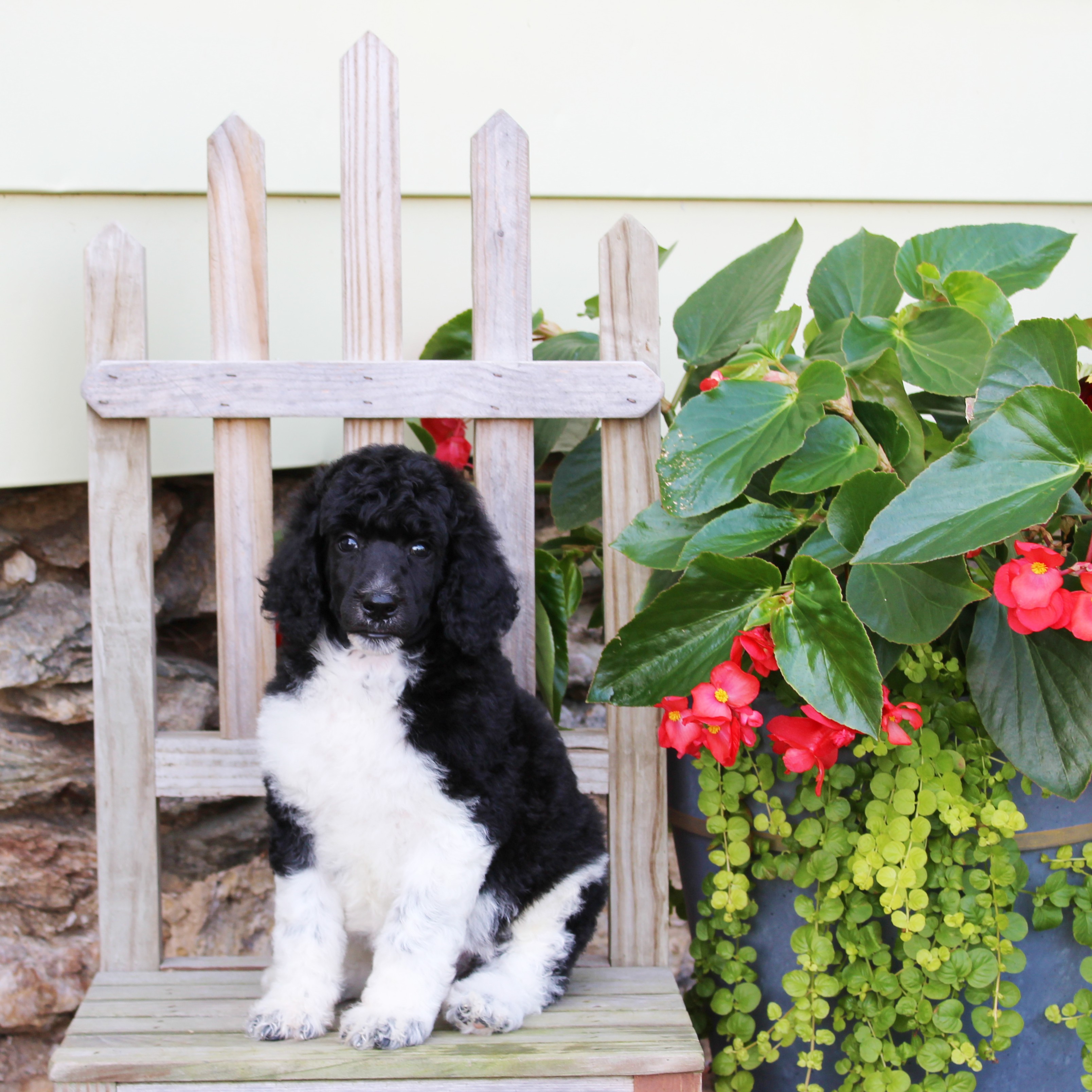 puppy, for, sale, Standard Poodle, John  Stoltzfus, dog, breeder, Christiana, PA, dog-breeder, puppy-for-sale, forsale, nearby, find, puppyfind, locator, puppylocator, aca