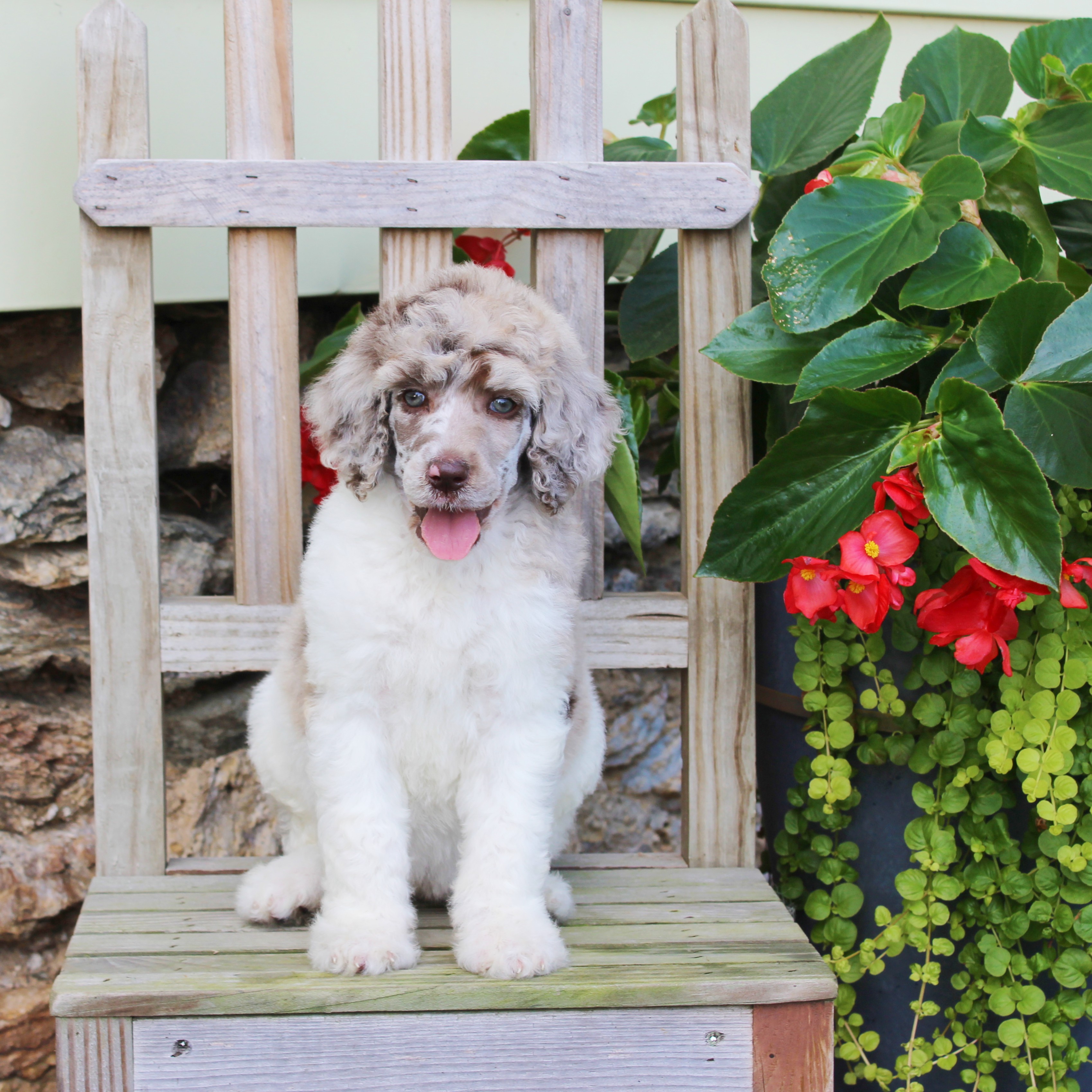 puppy, for, sale, Standard Poodle, John  Stoltzfus, dog, breeder, Christiana, PA, dog-breeder, puppy-for-sale, forsale, nearby, find, puppyfind, locator, puppylocator, aca