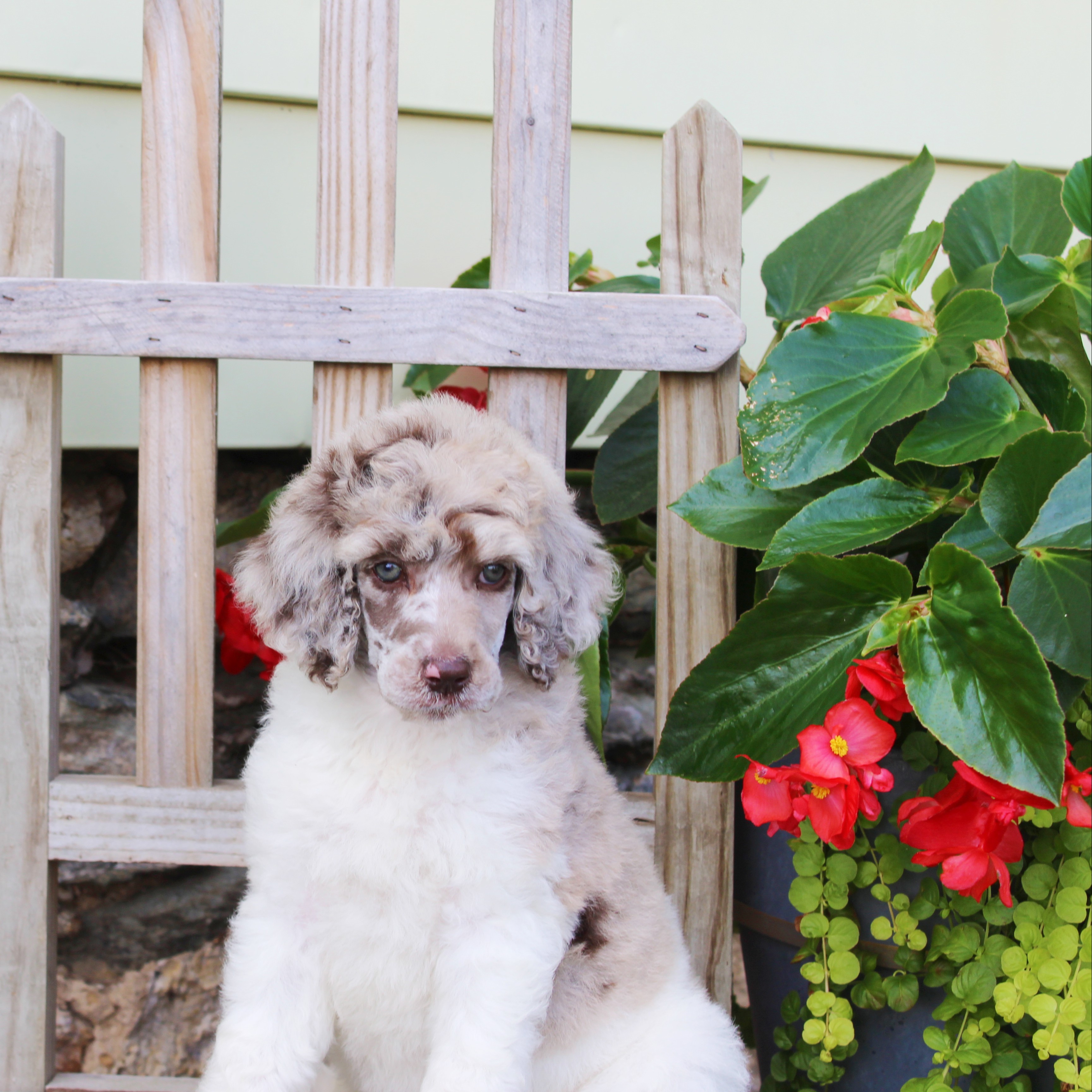 puppy, for, sale, Standard Poodle, John  Stoltzfus, dog, breeder, Christiana, PA, dog-breeder, puppy-for-sale, forsale, nearby, find, puppyfind, locator, puppylocator, aca