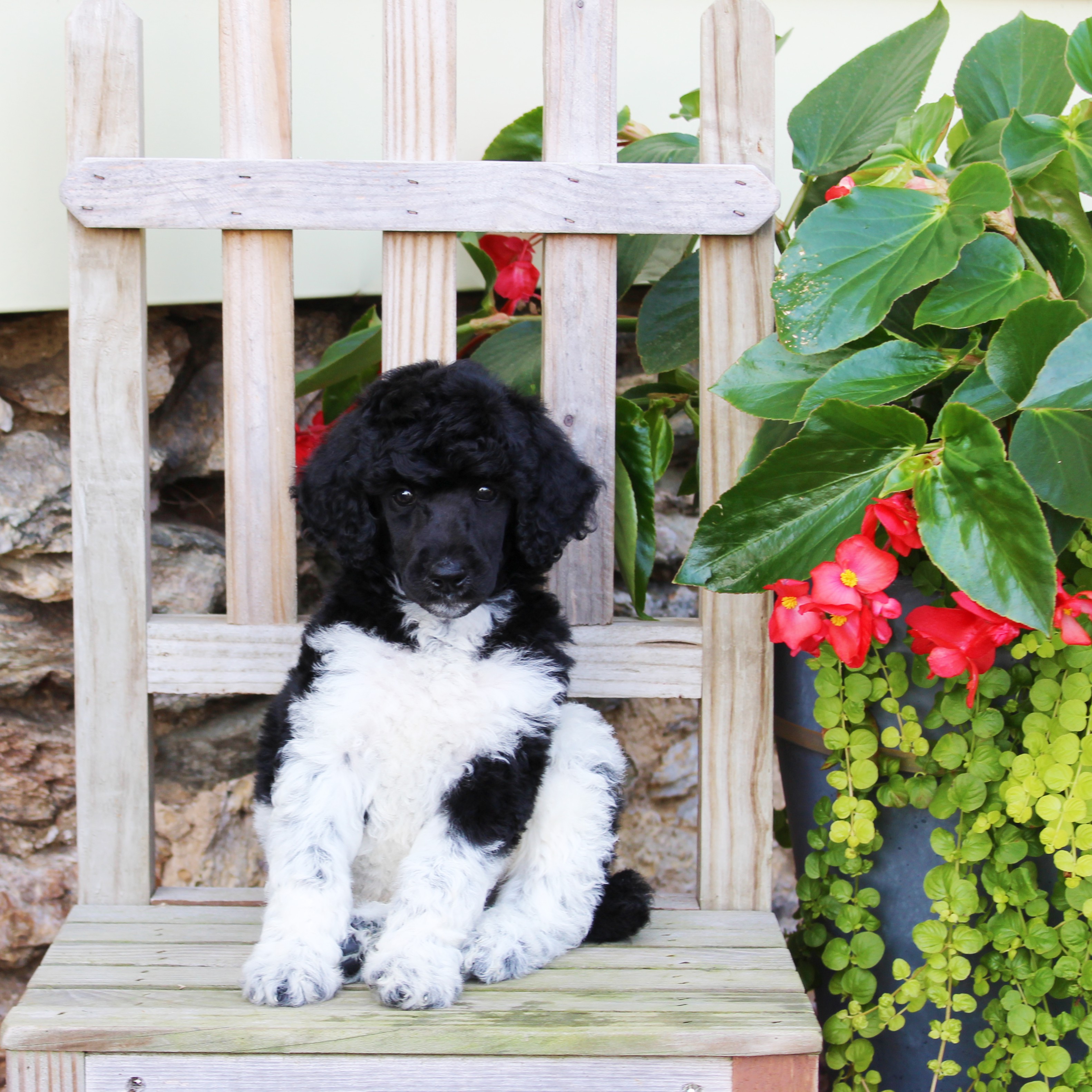 puppy, for, sale, Standard Poodle, John  Stoltzfus, dog, breeder, Christiana, PA, dog-breeder, puppy-for-sale, forsale, nearby, find, puppyfind, locator, puppylocator, aca