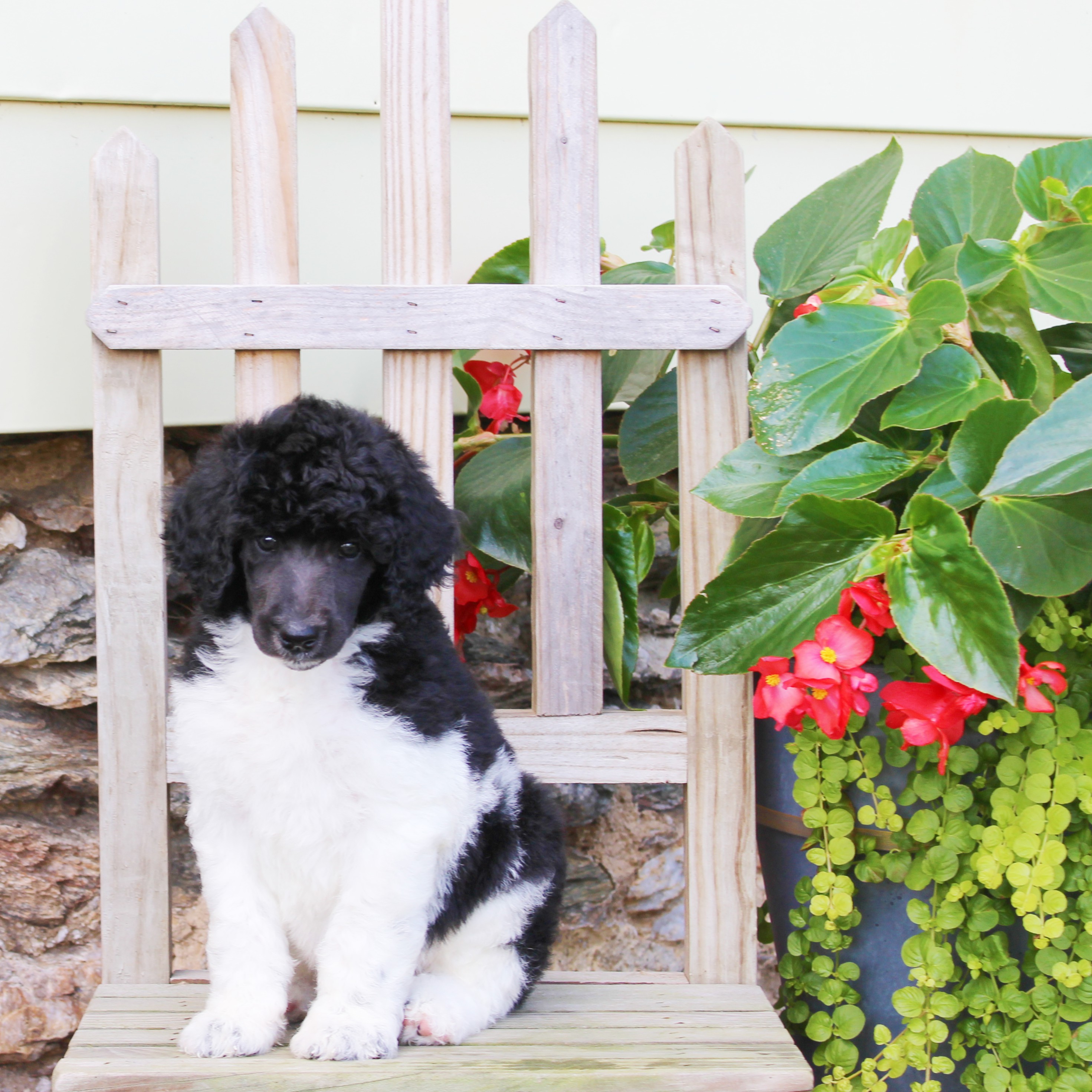 puppy, for, sale, Standard Poodle, John  Stoltzfus, dog, breeder, Christiana, PA, dog-breeder, puppy-for-sale, forsale, nearby, find, puppyfind, locator, puppylocator, aca