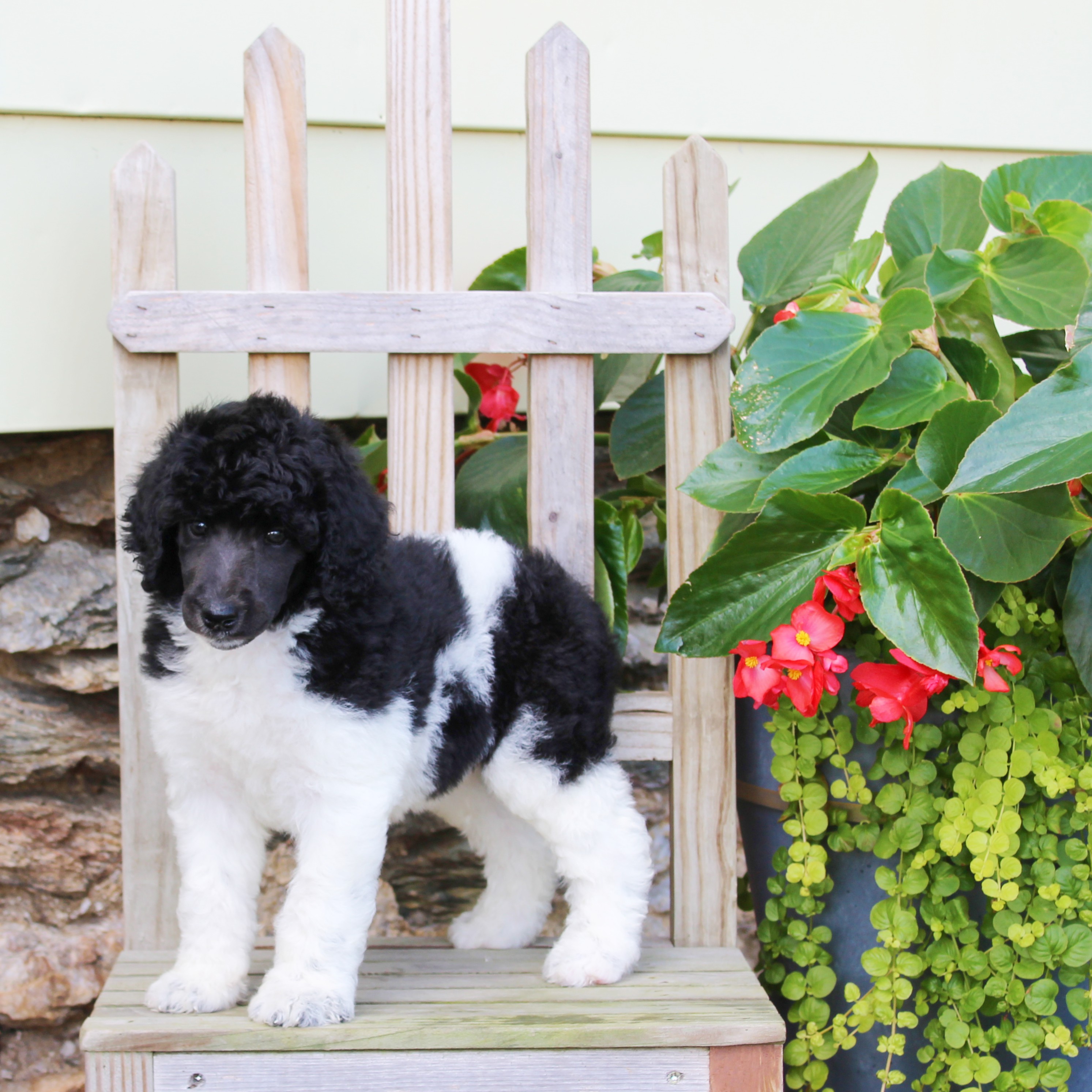 puppy, for, sale, Standard Poodle, John  Stoltzfus, dog, breeder, Christiana, PA, dog-breeder, puppy-for-sale, forsale, nearby, find, puppyfind, locator, puppylocator, aca