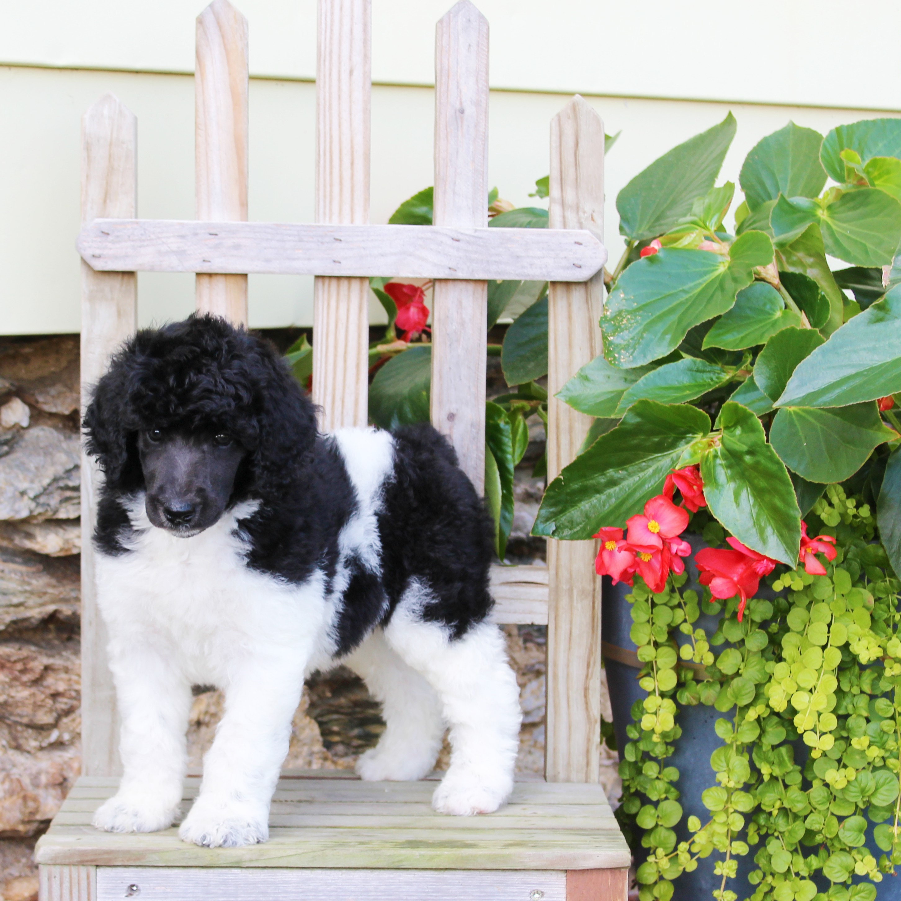 puppy, for, sale, Standard Poodle, John  Stoltzfus, dog, breeder, Christiana, PA, dog-breeder, puppy-for-sale, forsale, nearby, find, puppyfind, locator, puppylocator, aca