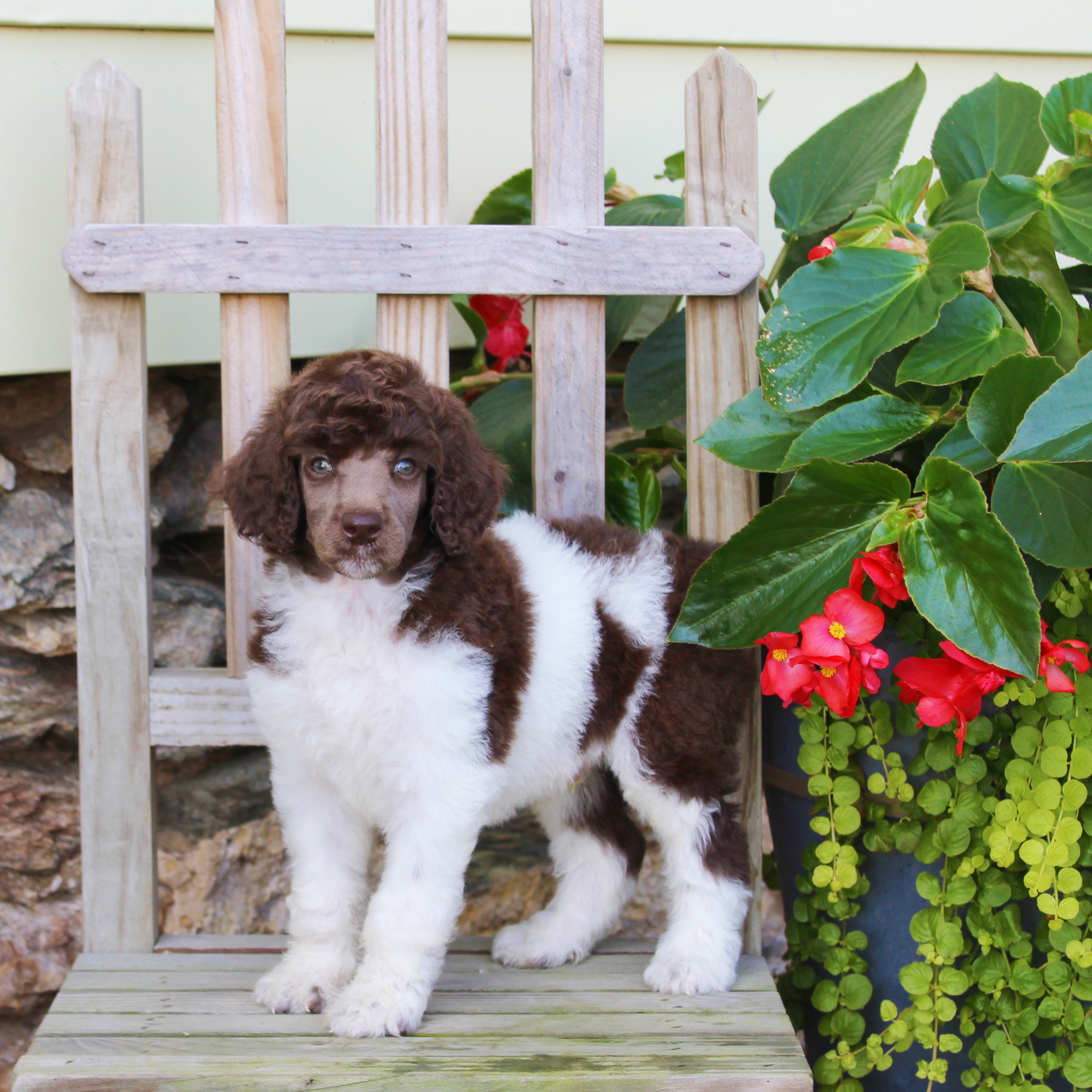 puppy, for, sale, Standard Poodle, John  Stoltzfus, dog, breeder, Christiana, PA, dog-breeder, puppy-for-sale, forsale, nearby, find, puppyfind, locator, puppylocator, aca