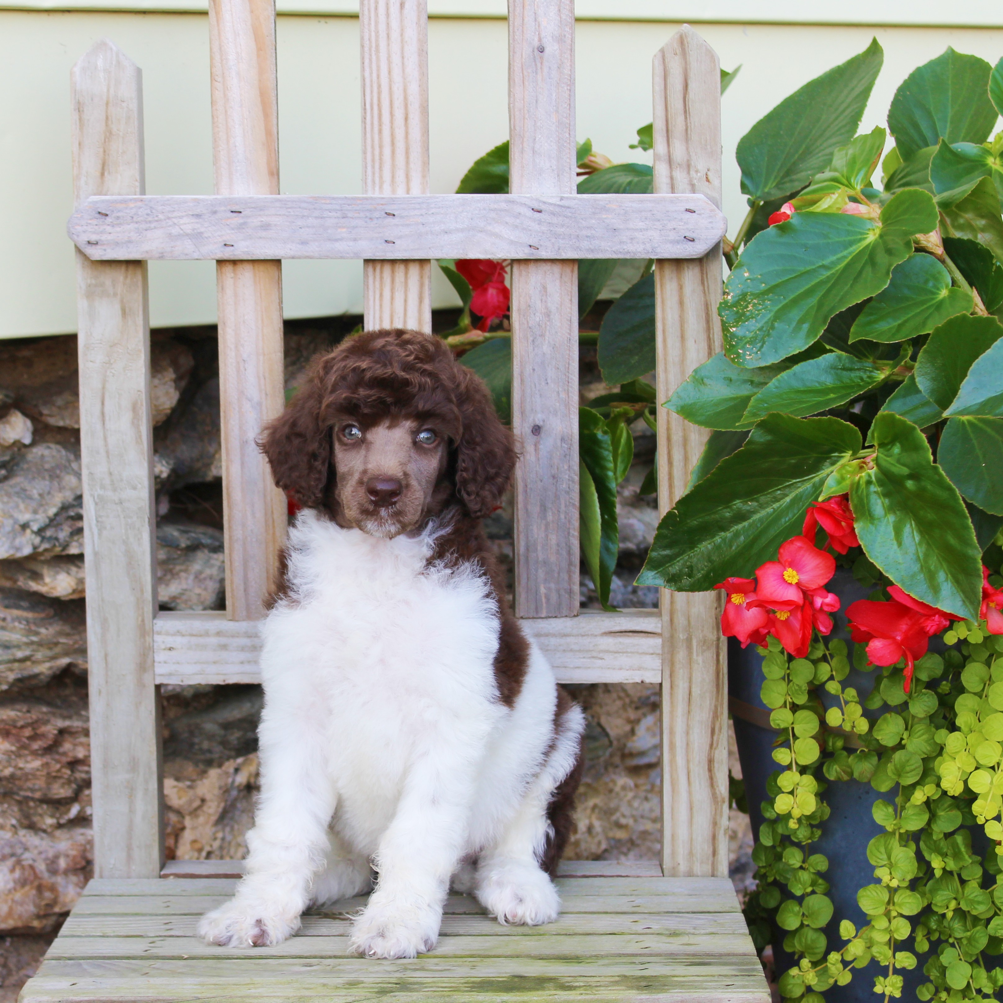 puppy, for, sale, Standard Poodle, John  Stoltzfus, dog, breeder, Christiana, PA, dog-breeder, puppy-for-sale, forsale, nearby, find, puppyfind, locator, puppylocator, aca