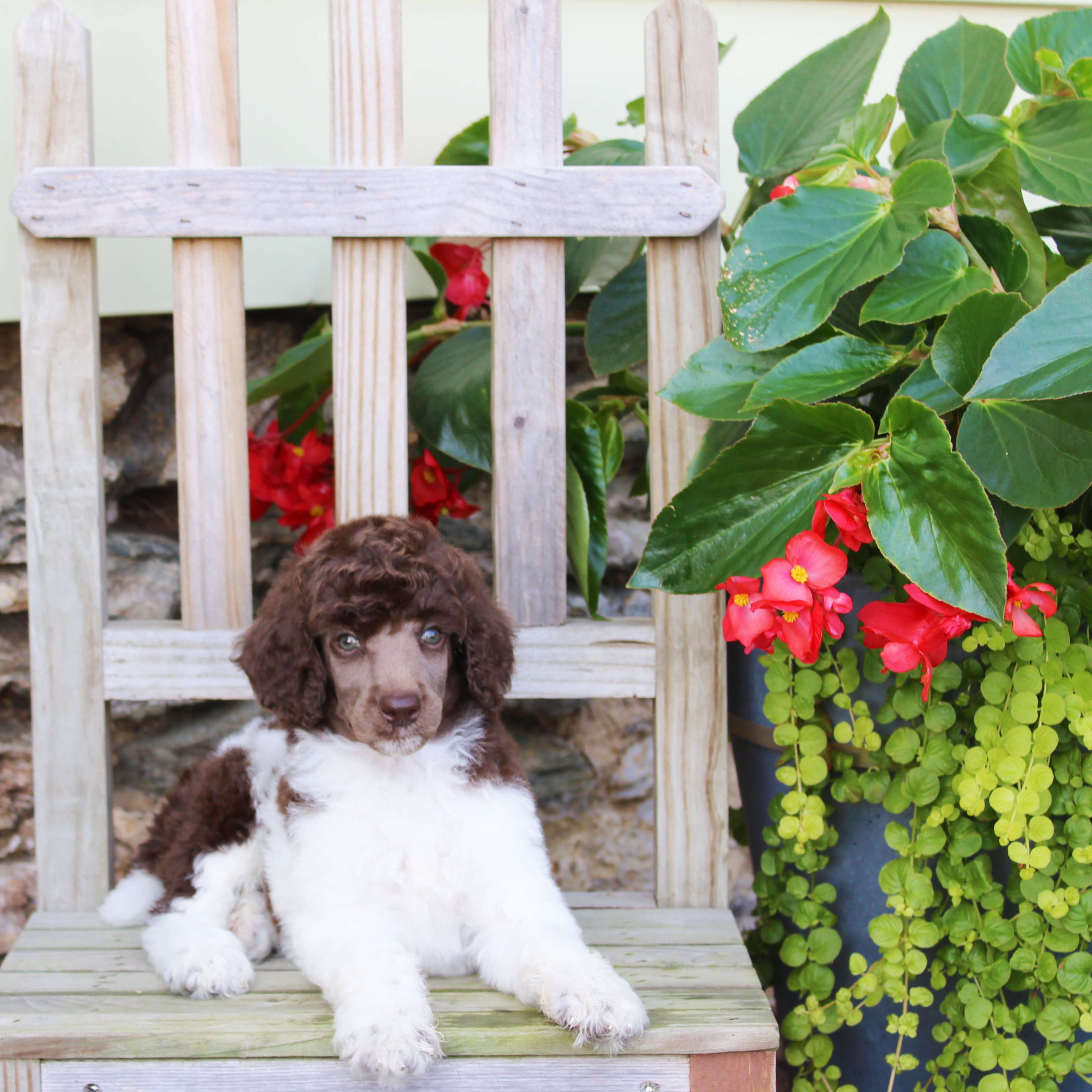 puppy, for, sale, Standard Poodle, John  Stoltzfus, dog, breeder, Christiana, PA, dog-breeder, puppy-for-sale, forsale, nearby, find, puppyfind, locator, puppylocator, aca