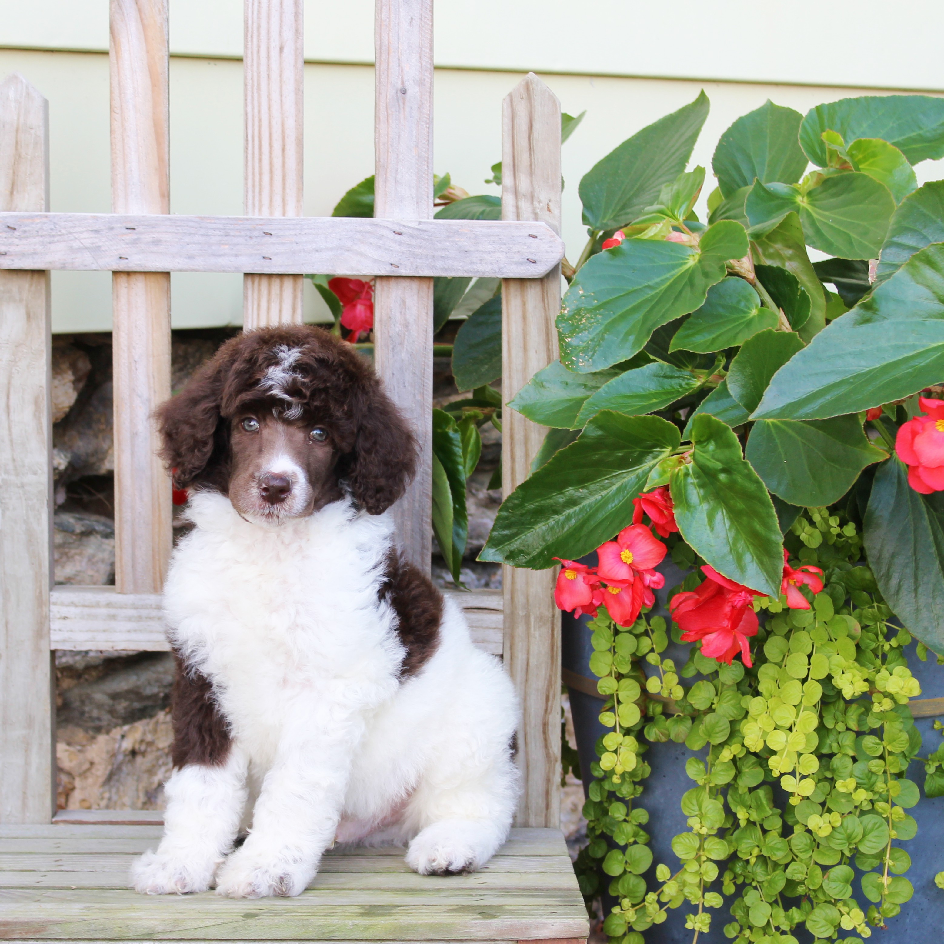 puppy, for, sale, Standard Poodle, John  Stoltzfus, dog, breeder, Christiana, PA, dog-breeder, puppy-for-sale, forsale, nearby, find, puppyfind, locator, puppylocator, aca