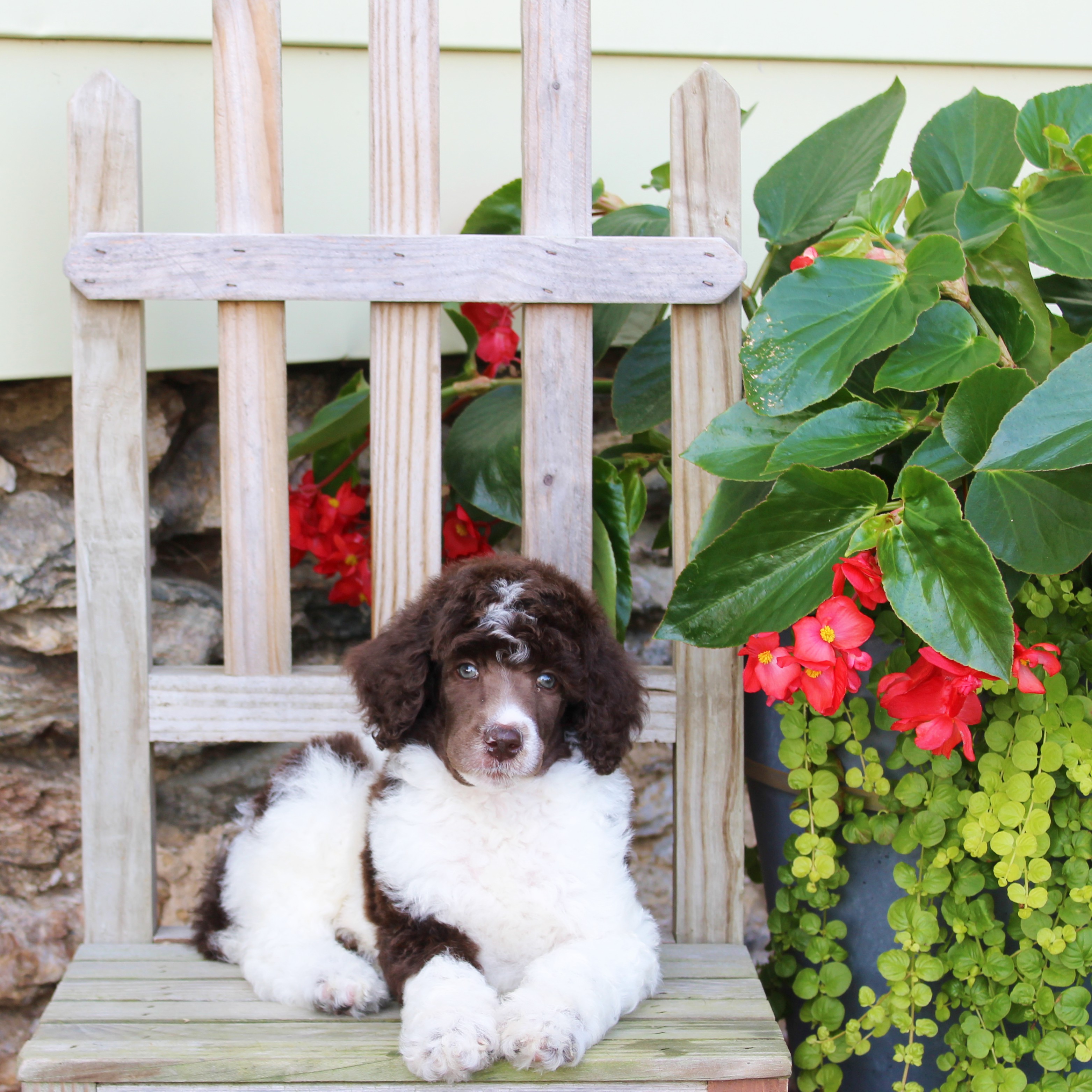 puppy, for, sale, Standard Poodle, John  Stoltzfus, dog, breeder, Christiana, PA, dog-breeder, puppy-for-sale, forsale, nearby, find, puppyfind, locator, puppylocator, aca