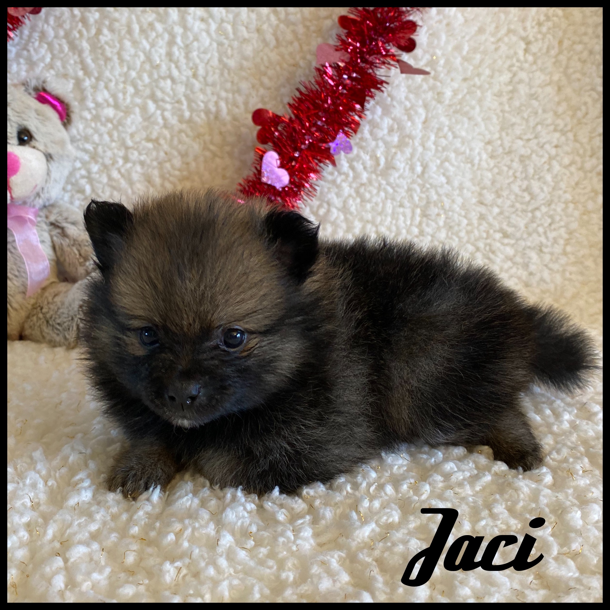 puppy, for, sale, Pomeranian, Nelson  Groff, dog, breeder, Kokomo, MS, dog-breeder, puppy-for-sale, forsale, nearby, find, puppyfind, locator, puppylocator, aca