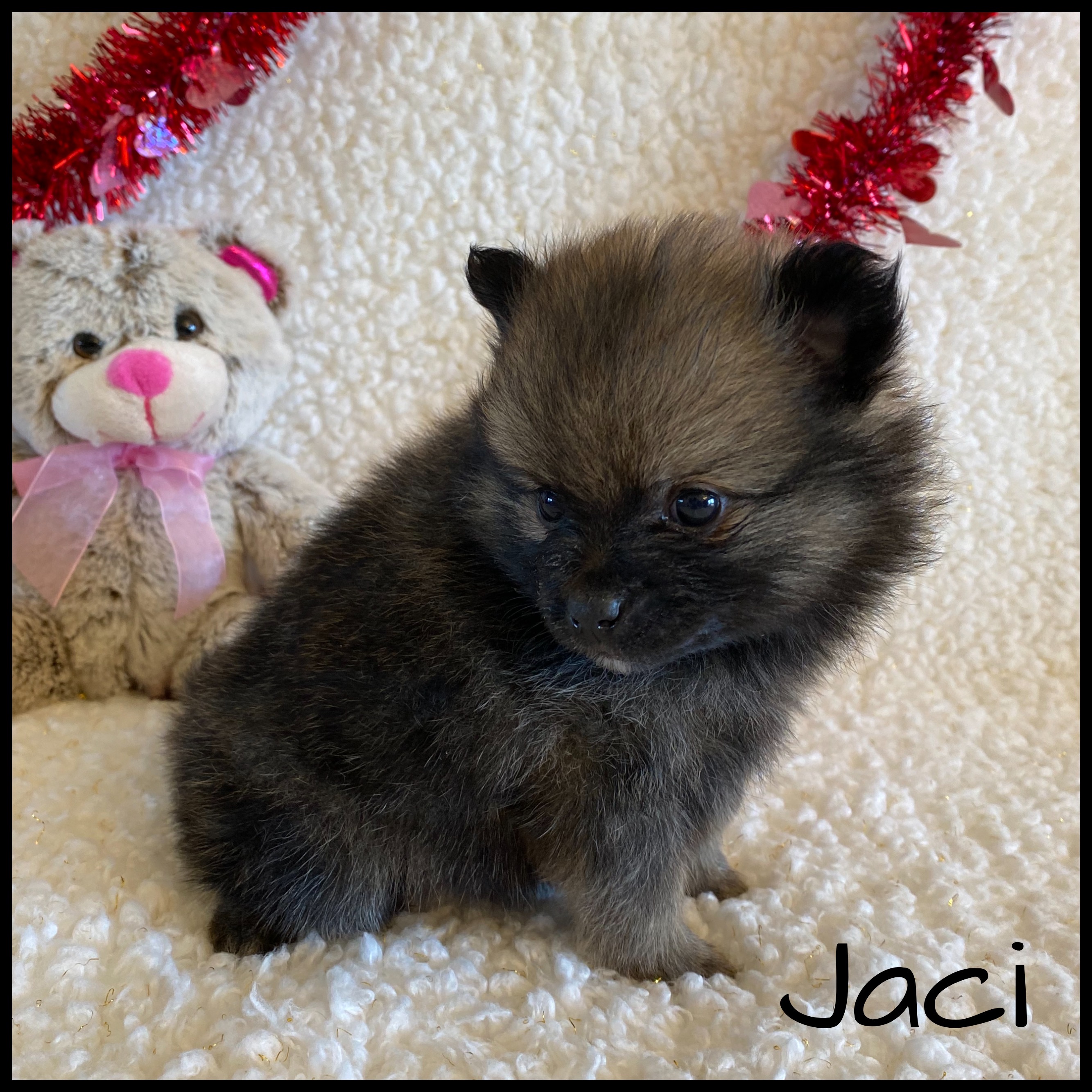 puppy, for, sale, Pomeranian, Nelson  Groff, dog, breeder, Kokomo, MS, dog-breeder, puppy-for-sale, forsale, nearby, find, puppyfind, locator, puppylocator, aca