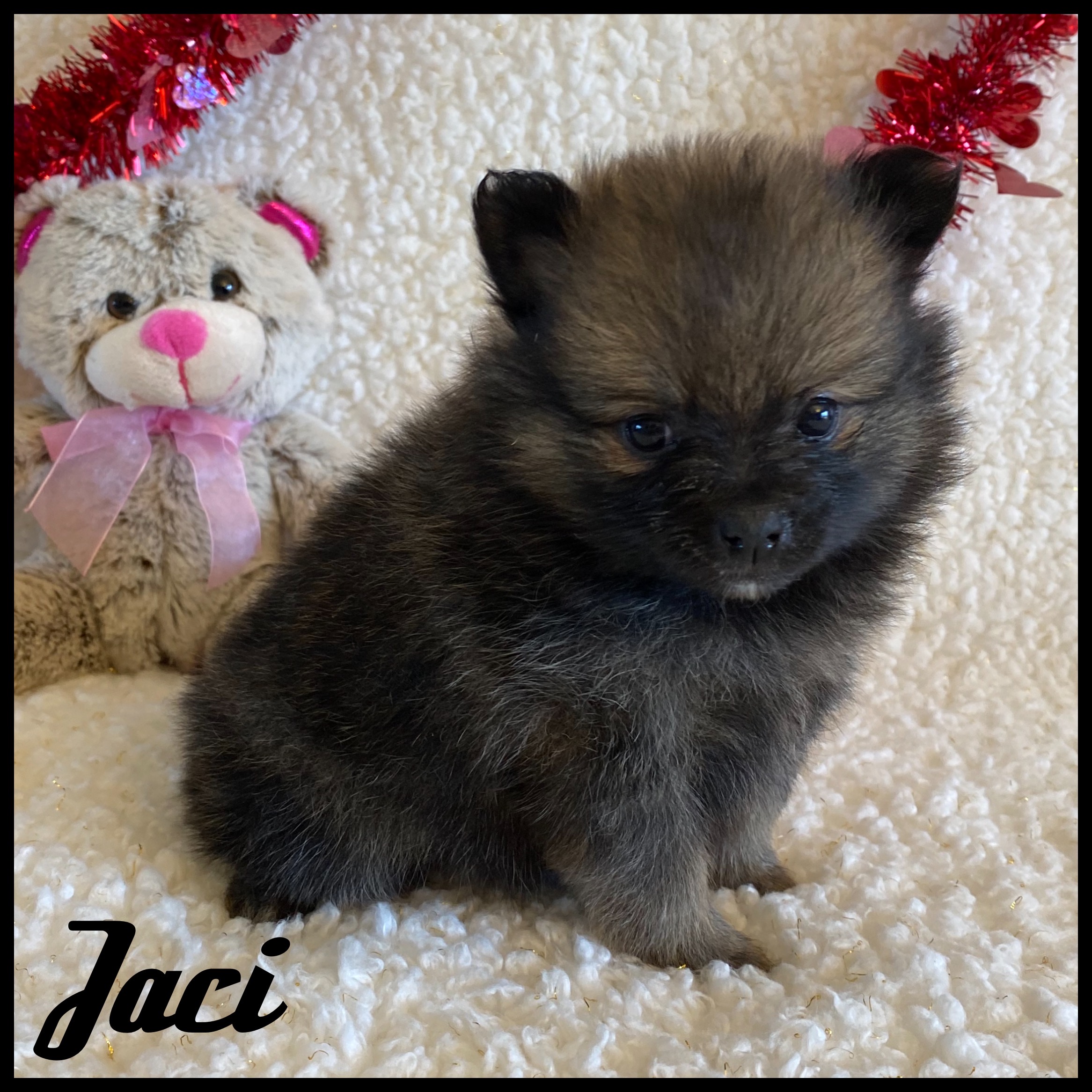 puppy, for, sale, Pomeranian, Nelson  Groff, dog, breeder, Kokomo, MS, dog-breeder, puppy-for-sale, forsale, nearby, find, puppyfind, locator, puppylocator, aca