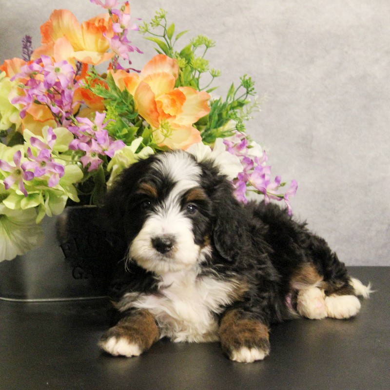 puppy, for, sale, Miniature Bernedoodle, Melvin  Fisher, dog, breeder, Coatesville, PA, dog-breeder, puppy-for-sale, forsale, nearby, find, puppyfind, locator, puppylocator, aca