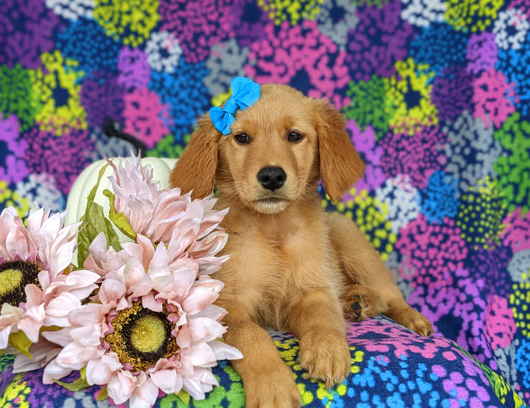 puppy, for, sale, Golden Retriever, Samuel K. Zook, dog, breeder, Honey Brook, PA, dog-breeder, puppy-for-sale, forsale, nearby, find, puppyfind, locator, puppylocator, aca