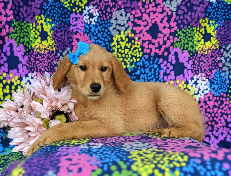 puppy, for, sale, Golden Retriever, Samuel K. Zook, dog, breeder, Honey Brook, PA, dog-breeder, puppy-for-sale, forsale, nearby, find, puppyfind, locator, puppylocator, aca