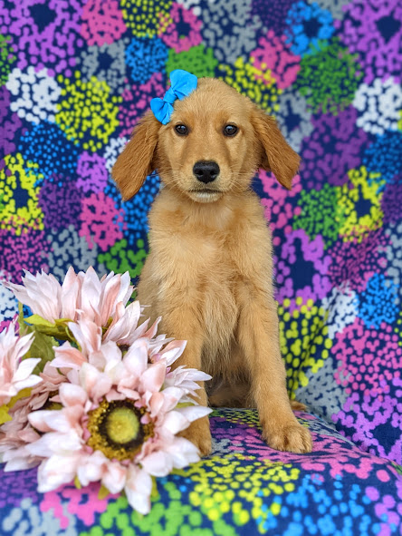 puppy, for, sale, Golden Retriever, Samuel K. Zook, dog, breeder, Honey Brook, PA, dog-breeder, puppy-for-sale, forsale, nearby, find, puppyfind, locator, puppylocator, aca