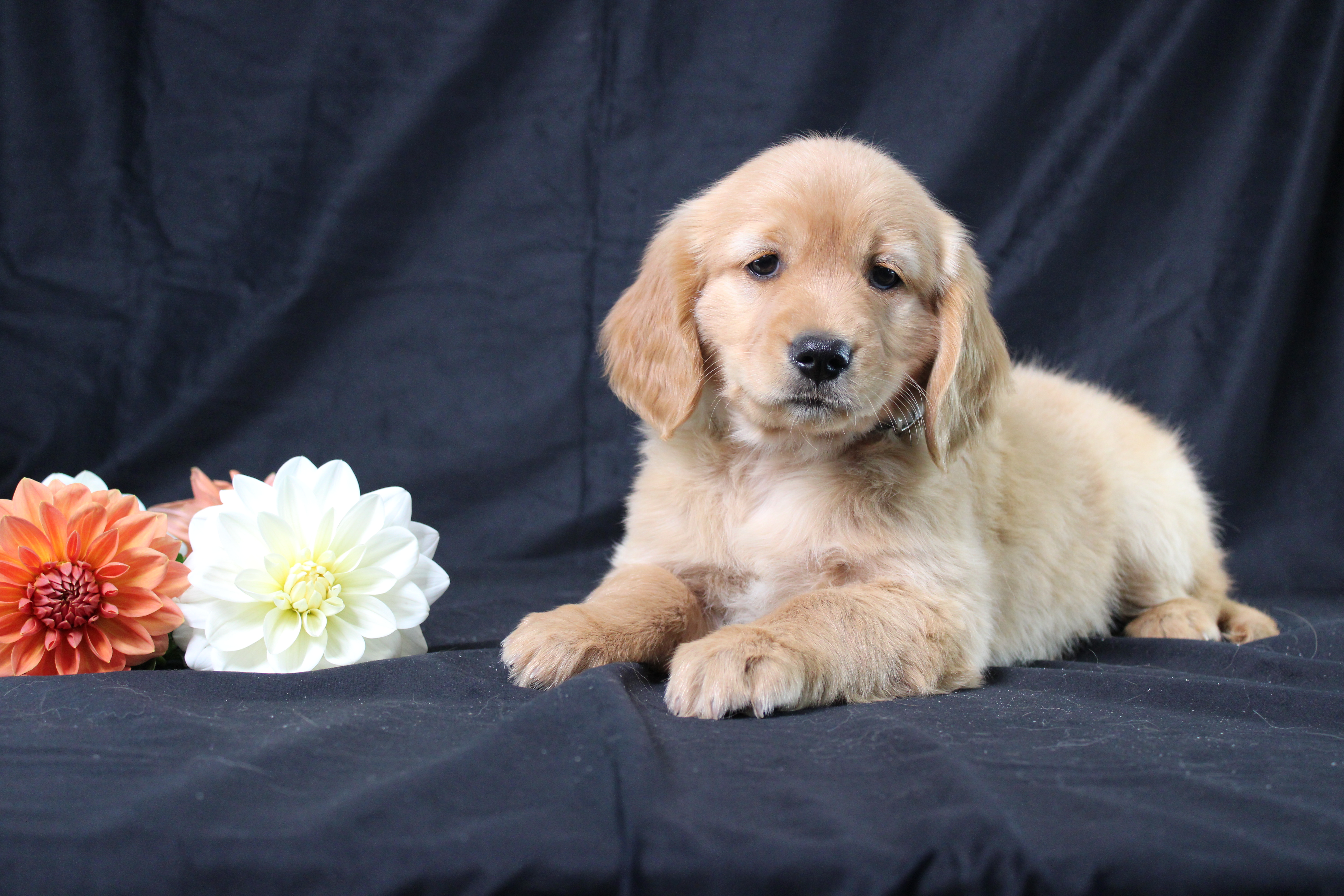 puppy, for, sale, Miniature Golden Retriever, Ivan J. Stoltzfus, dog, breeder, Dornsife, PA, dog-breeder, puppy-for-sale, forsale, nearby, find, puppyfind, locator, puppylocator, aca