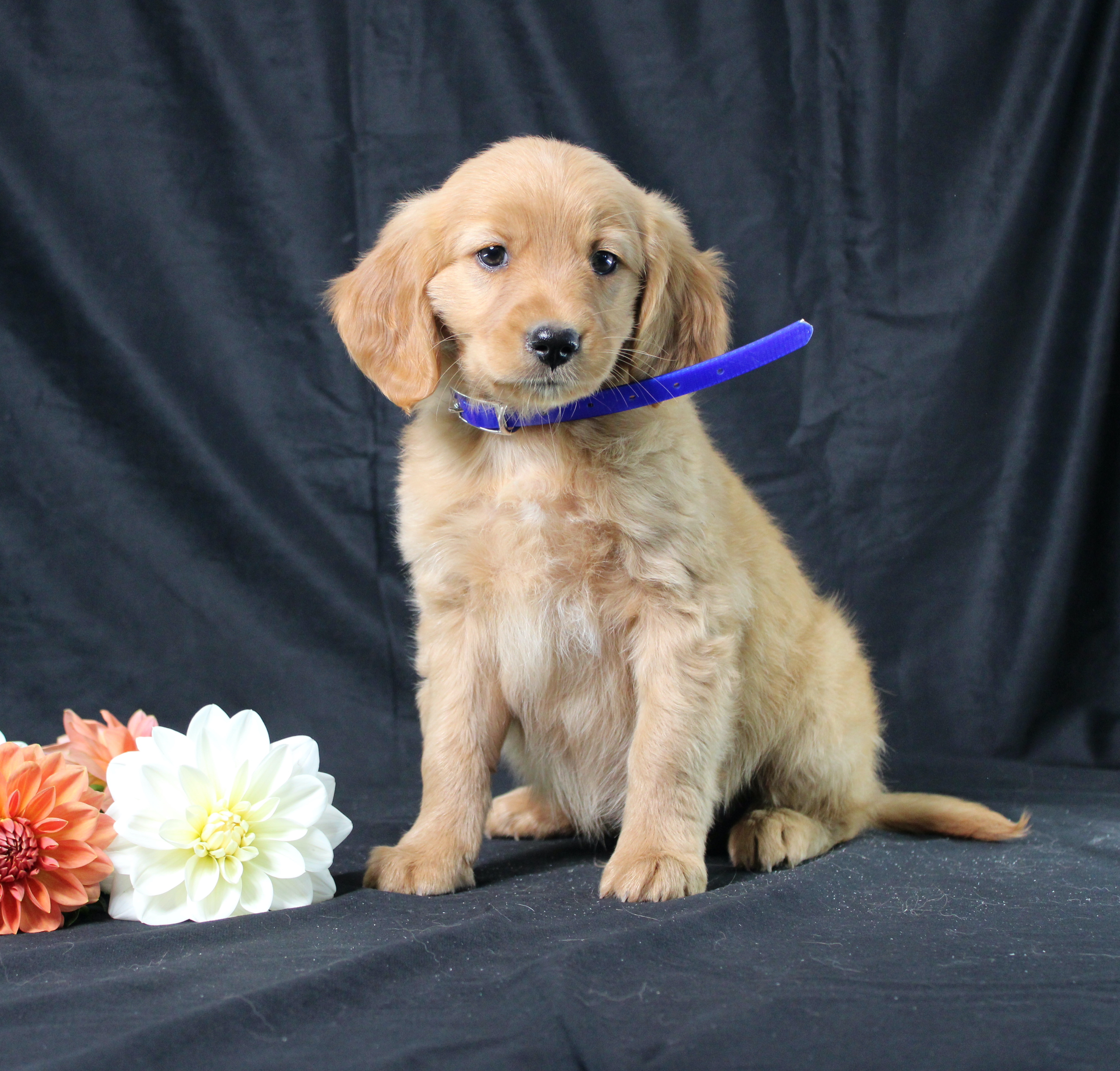 puppy, for, sale, Miniature Golden Retriever, Ivan J. Stoltzfus, dog, breeder, Dornsife, PA, dog-breeder, puppy-for-sale, forsale, nearby, find, puppyfind, locator, puppylocator, aca