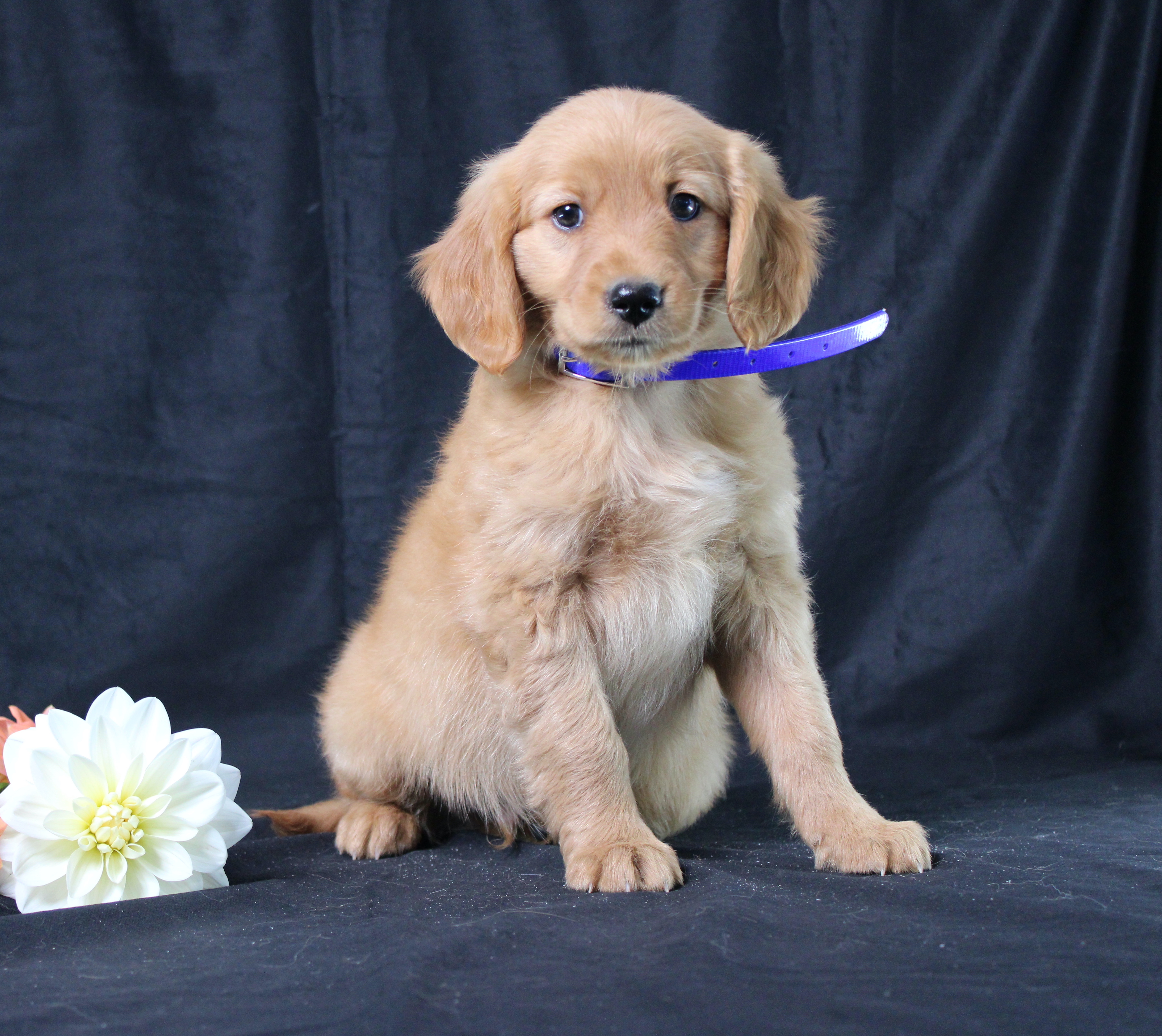 puppy, for, sale, Miniature Golden Retriever, Ivan J. Stoltzfus, dog, breeder, Dornsife, PA, dog-breeder, puppy-for-sale, forsale, nearby, find, puppyfind, locator, puppylocator, aca