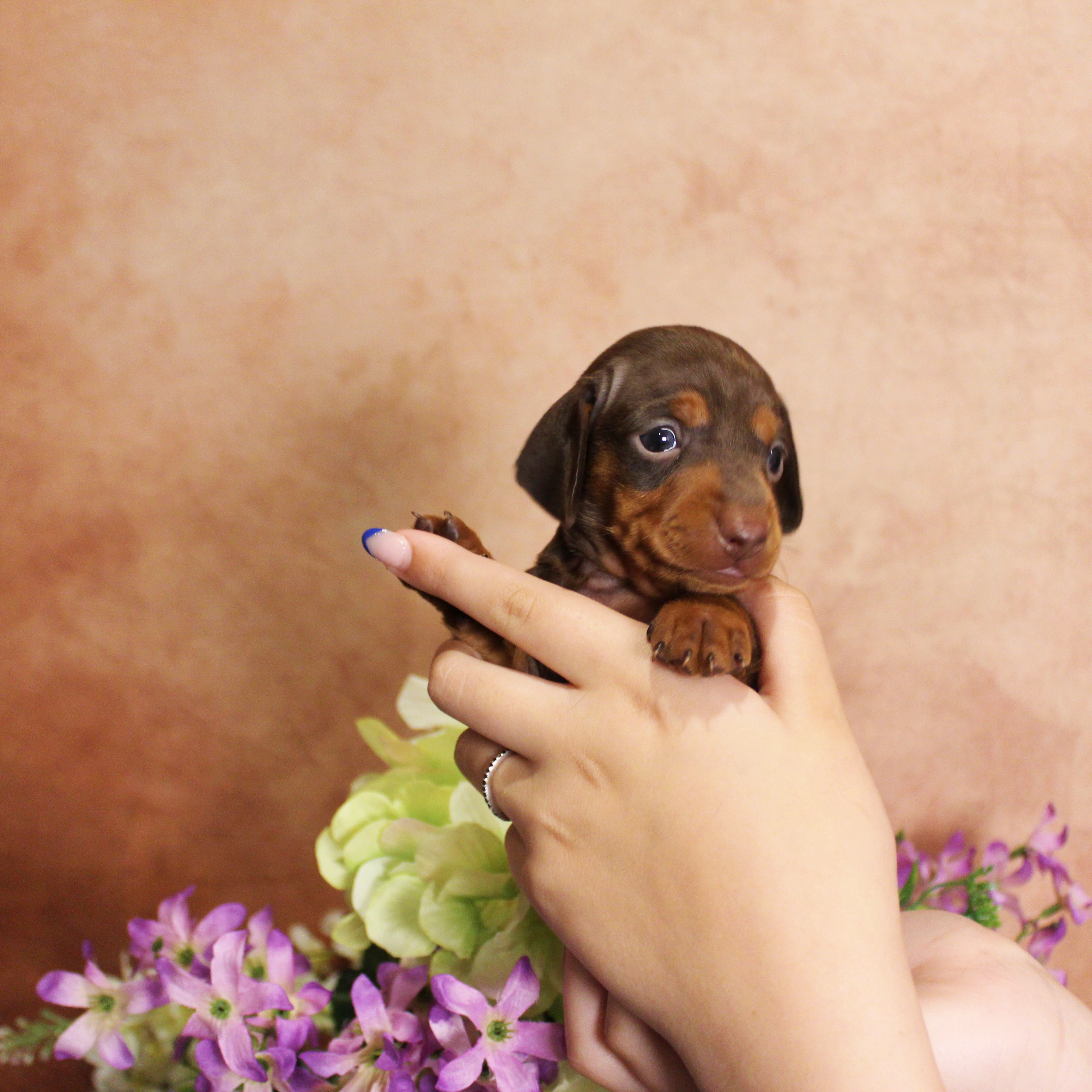 puppy, for, sale, Dachshund, Melvin  King, dog, breeder, Honey Brook, PA, dog-breeder, puppy-for-sale, forsale, nearby, find, puppyfind, locator, puppylocator, aca