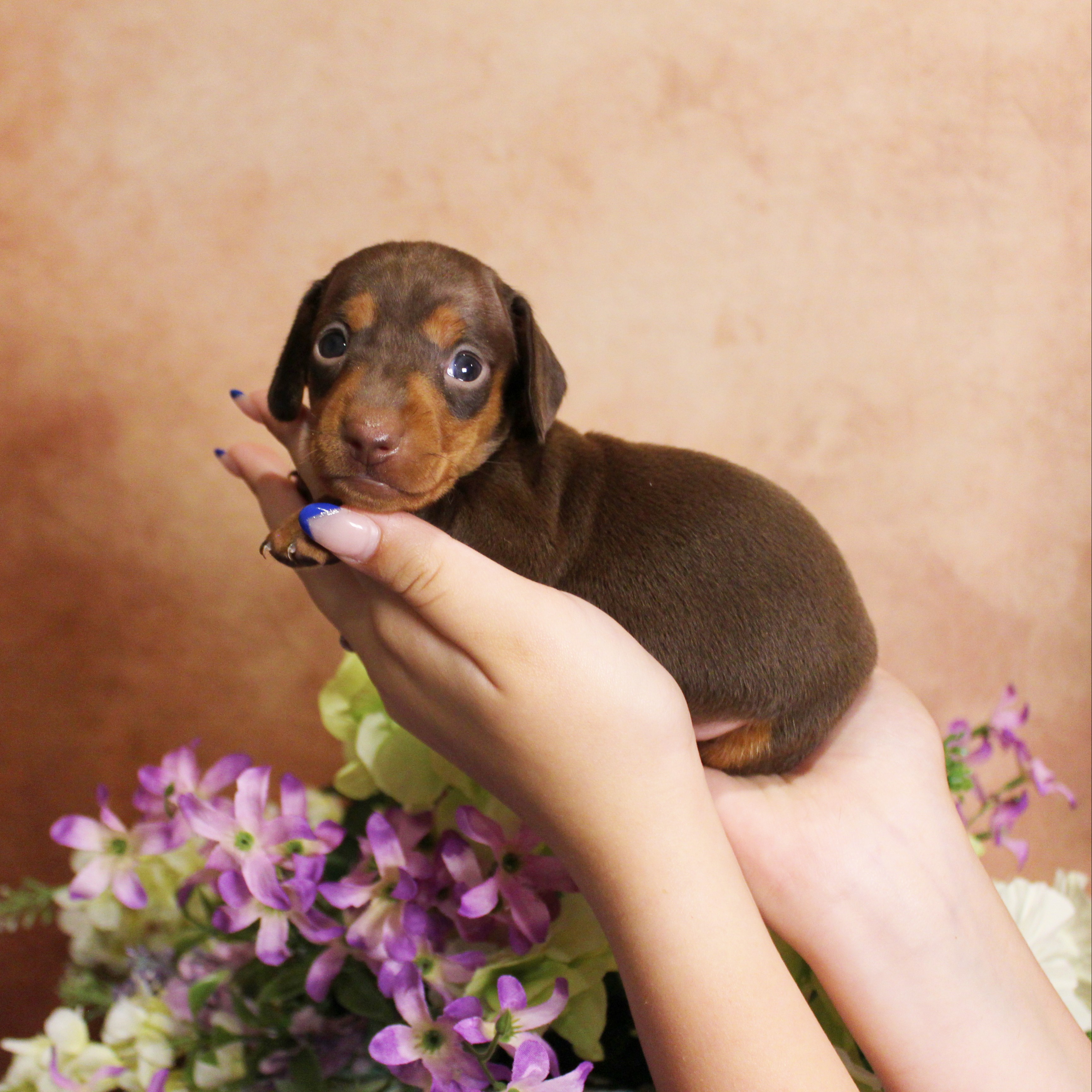 puppy, for, sale, Dachshund, Melvin  King, dog, breeder, Honey Brook, PA, dog-breeder, puppy-for-sale, forsale, nearby, find, puppyfind, locator, puppylocator, aca