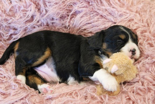 puppy, for, sale, Miniature Bernese Mountain Dog, Melvin  Fisher, dog, breeder, Coatesville, PA, dog-breeder, puppy-for-sale, forsale, nearby, find, puppyfind, locator, puppylocator, aca