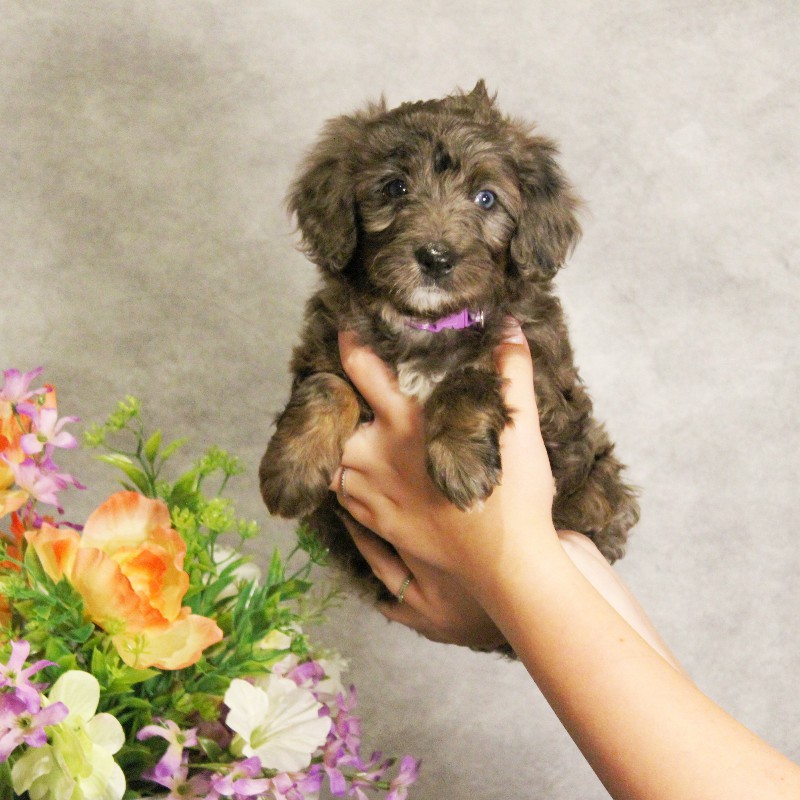 puppy, for, sale, Miniature Bernedoodle, Melvin  Fisher, dog, breeder, Coatesville, PA, dog-breeder, puppy-for-sale, forsale, nearby, find, puppyfind, locator, puppylocator, aca