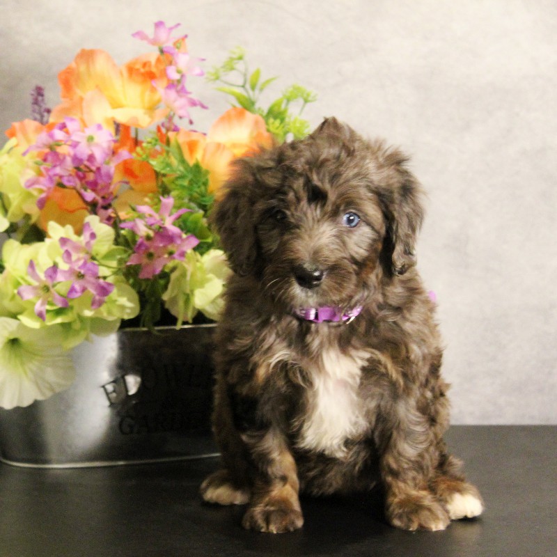 puppy, for, sale, Miniature Bernedoodle, Melvin  Fisher, dog, breeder, Coatesville, PA, dog-breeder, puppy-for-sale, forsale, nearby, find, puppyfind, locator, puppylocator, aca