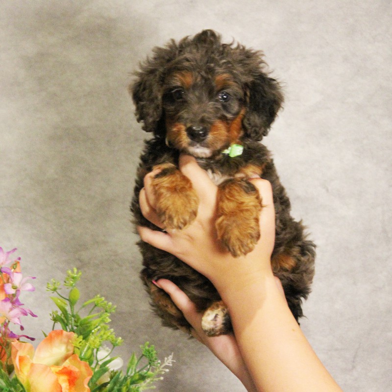 puppy, for, sale, Miniature Bernedoodle, Melvin  Fisher, dog, breeder, Coatesville, PA, dog-breeder, puppy-for-sale, forsale, nearby, find, puppyfind, locator, puppylocator, aca