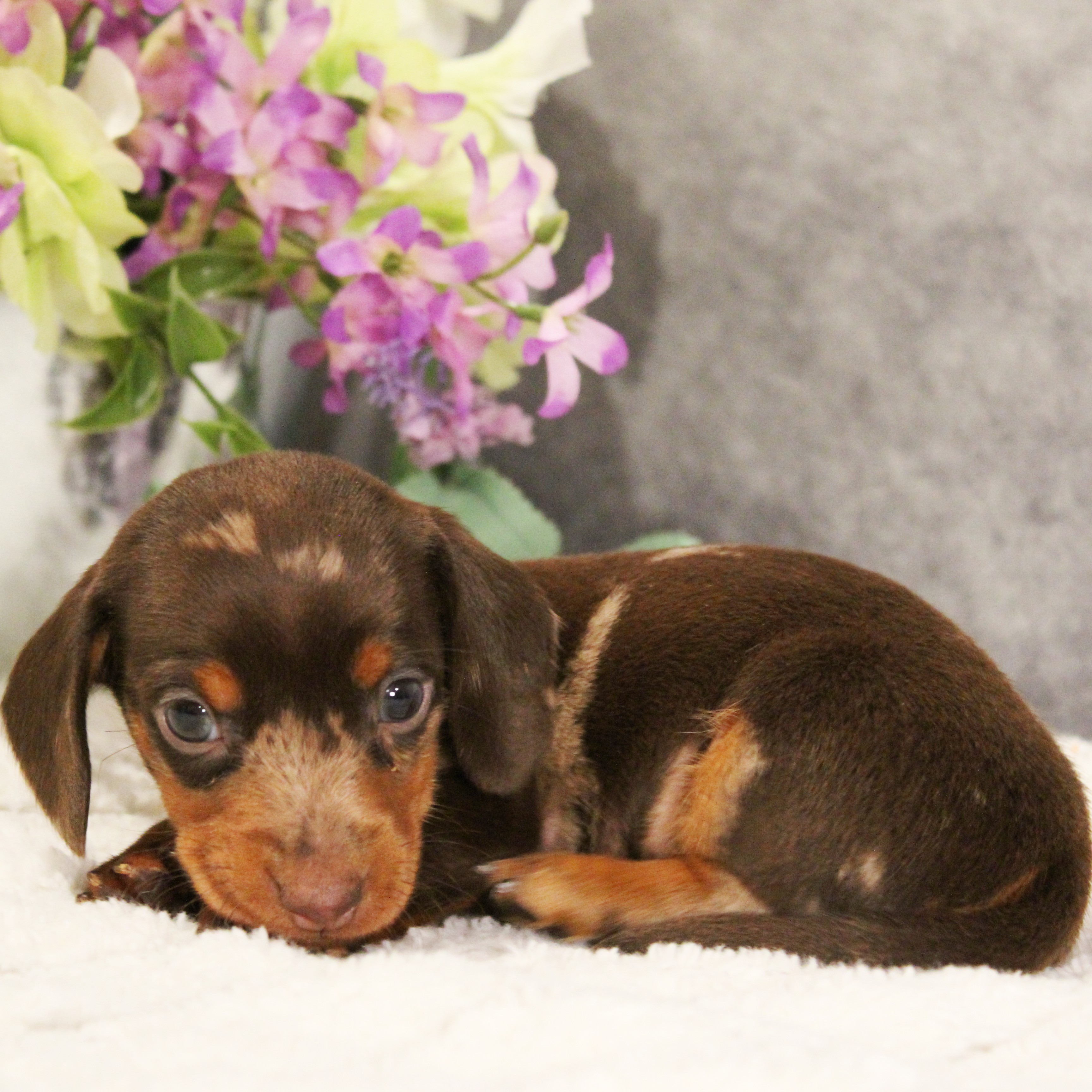 puppy, for, sale, Dachshund, Melvin  King, dog, breeder, Honey Brook, PA, dog-breeder, puppy-for-sale, forsale, nearby, find, puppyfind, locator, puppylocator, aca