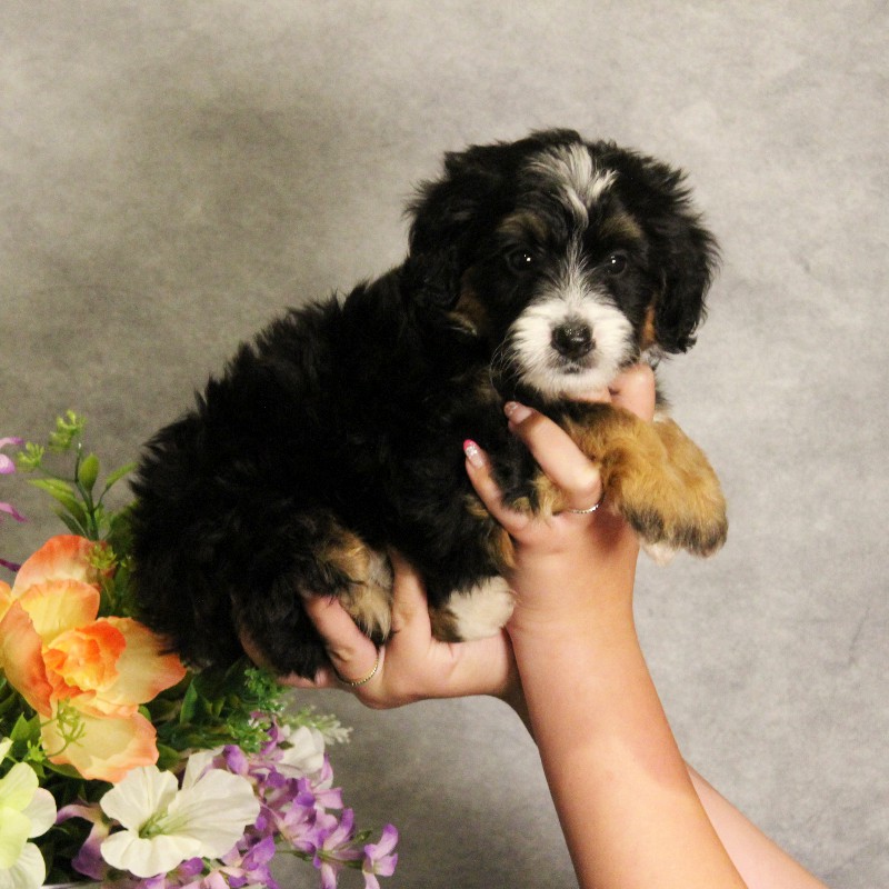 puppy, for, sale, Miniature Bernedoodle, Melvin  Fisher, dog, breeder, Coatesville, PA, dog-breeder, puppy-for-sale, forsale, nearby, find, puppyfind, locator, puppylocator, aca