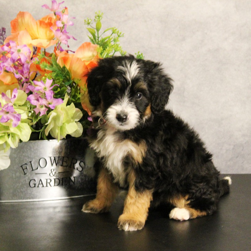 puppy, for, sale, Miniature Bernedoodle, Melvin  Fisher, dog, breeder, Coatesville, PA, dog-breeder, puppy-for-sale, forsale, nearby, find, puppyfind, locator, puppylocator, aca