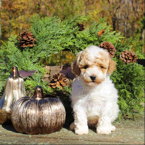 puppy, for, sale, Toy Poodle, Daniel J. Stoltzfoos, dog, breeder, Coatesville, PA, dog-breeder, puppy-for-sale, forsale, nearby, find, puppyfind, locator, puppylocator, aca