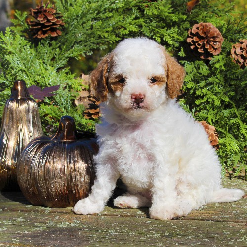 puppy, for, sale, Toy Poodle, Daniel J. Stoltzfoos, dog, breeder, Coatesville, PA, dog-breeder, puppy-for-sale, forsale, nearby, find, puppyfind, locator, puppylocator, aca