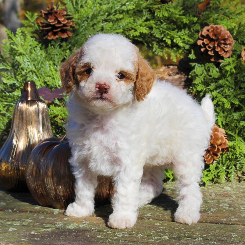 puppy, for, sale, Toy Poodle, Daniel J. Stoltzfoos, dog, breeder, Coatesville, PA, dog-breeder, puppy-for-sale, forsale, nearby, find, puppyfind, locator, puppylocator, aca