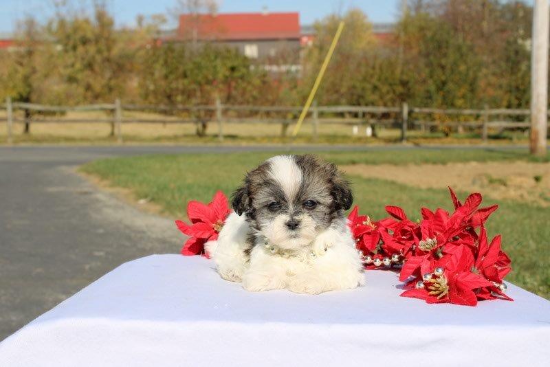 puppy, for, sale, Mal - Shi, Matthew B. Stoltzfus, dog, breeder, Gap, PA, dog-breeder, puppy-for-sale, forsale, nearby, find, puppyfind, locator, puppylocator, aca