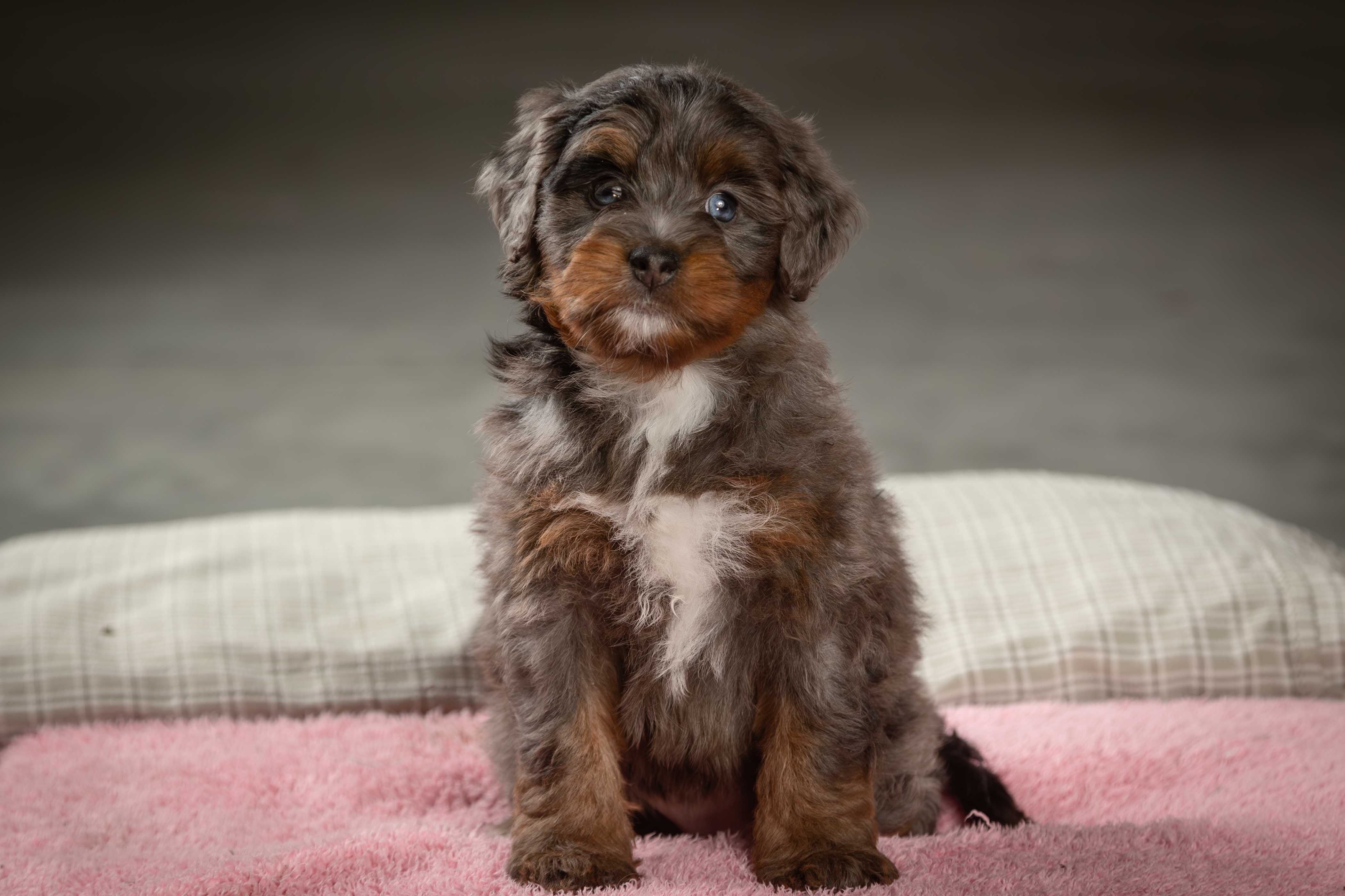 puppy, for, sale, Mini Bernedoodle, Emanuel  Glick, dog, breeder, Bird-In-Hand, PA, dog-breeder, puppy-for-sale, forsale, nearby, find, puppyfind, locator, puppylocator, aca