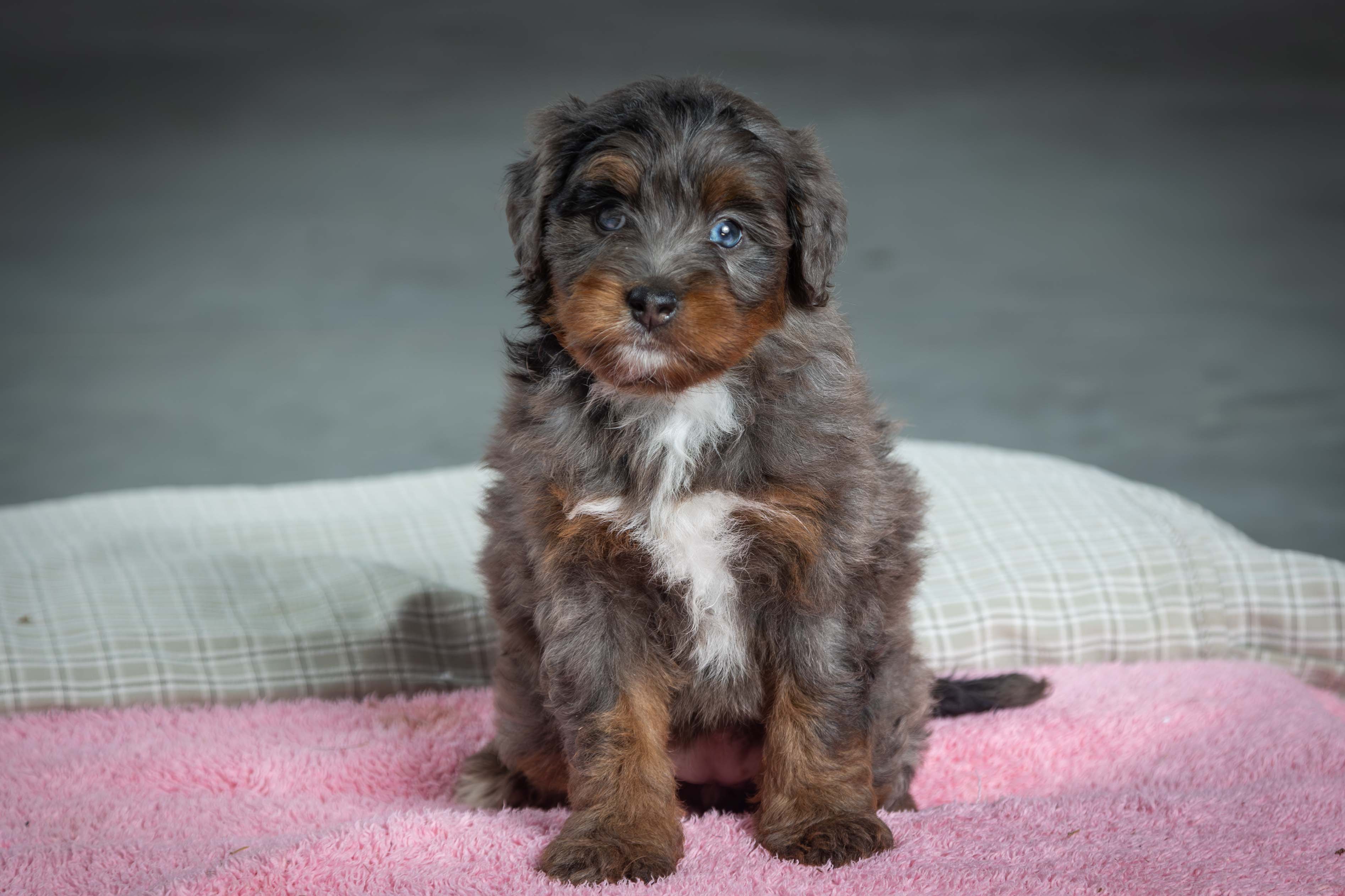 puppy, for, sale, Mini Bernedoodle, Emanuel  Glick, dog, breeder, Bird-In-Hand, PA, dog-breeder, puppy-for-sale, forsale, nearby, find, puppyfind, locator, puppylocator, aca