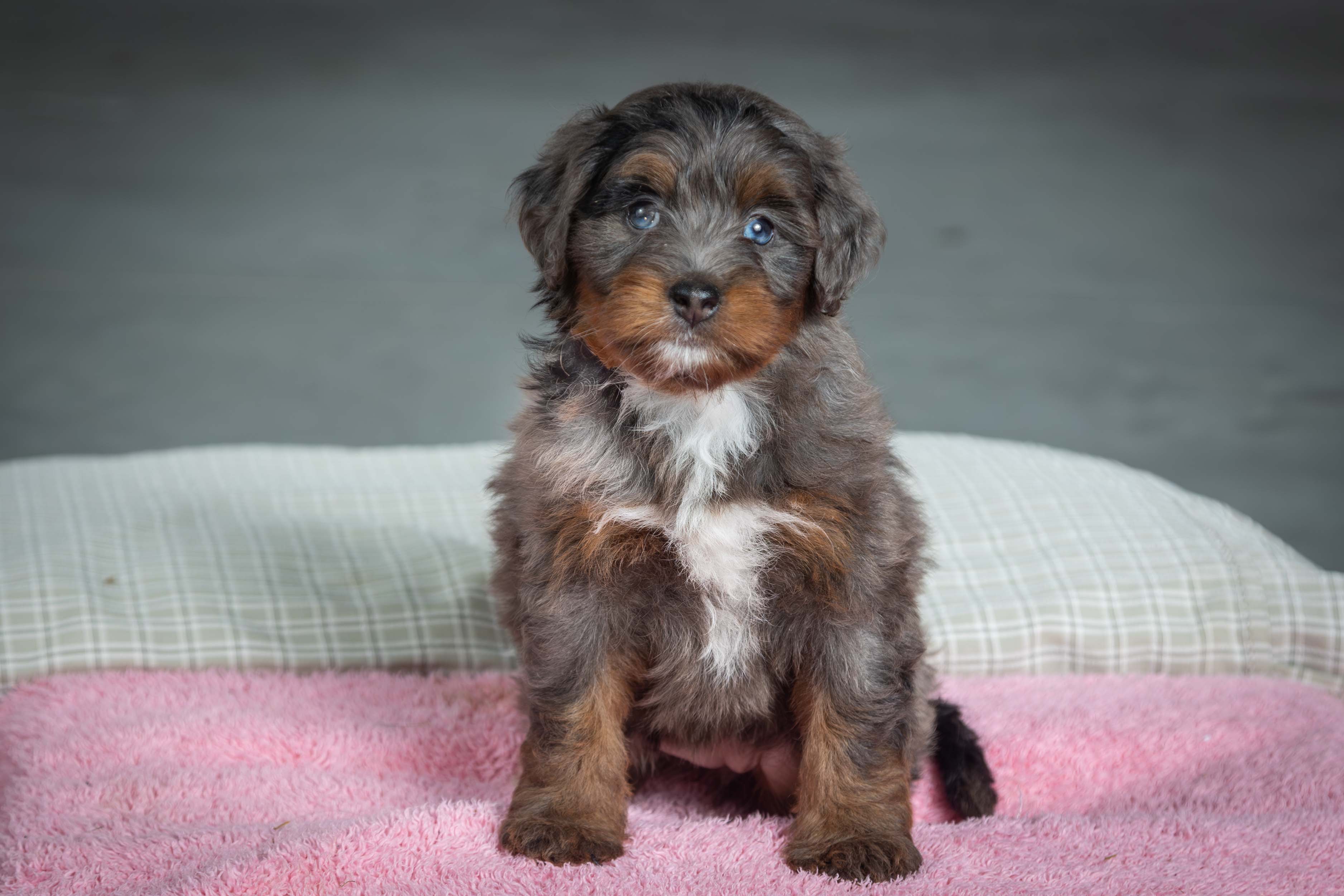 puppy, for, sale, Mini Bernedoodle, Emanuel  Glick, dog, breeder, Bird-In-Hand, PA, dog-breeder, puppy-for-sale, forsale, nearby, find, puppyfind, locator, puppylocator, aca