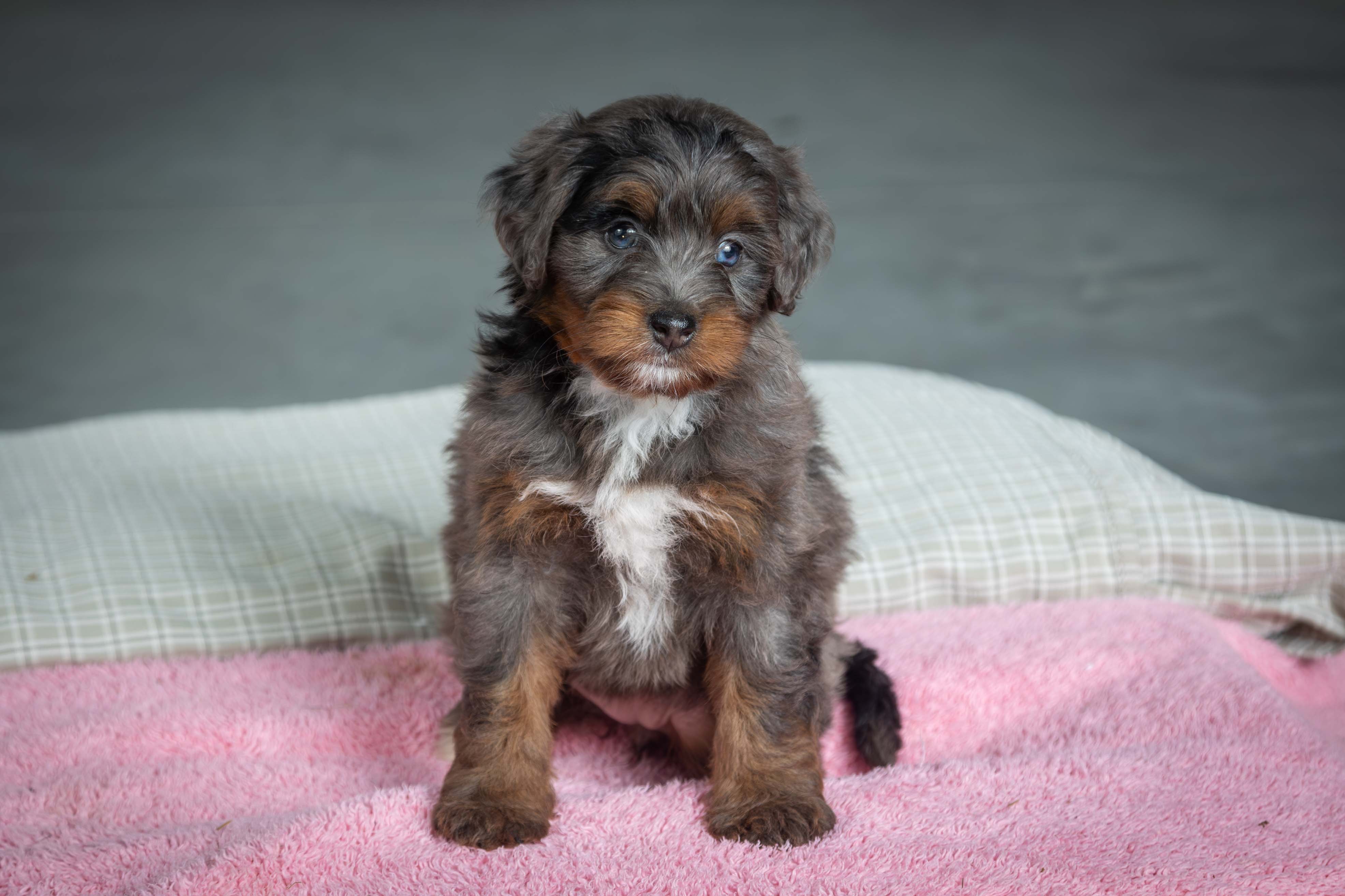 puppy, for, sale, Mini Bernedoodle, Emanuel  Glick, dog, breeder, Bird-In-Hand, PA, dog-breeder, puppy-for-sale, forsale, nearby, find, puppyfind, locator, puppylocator, aca