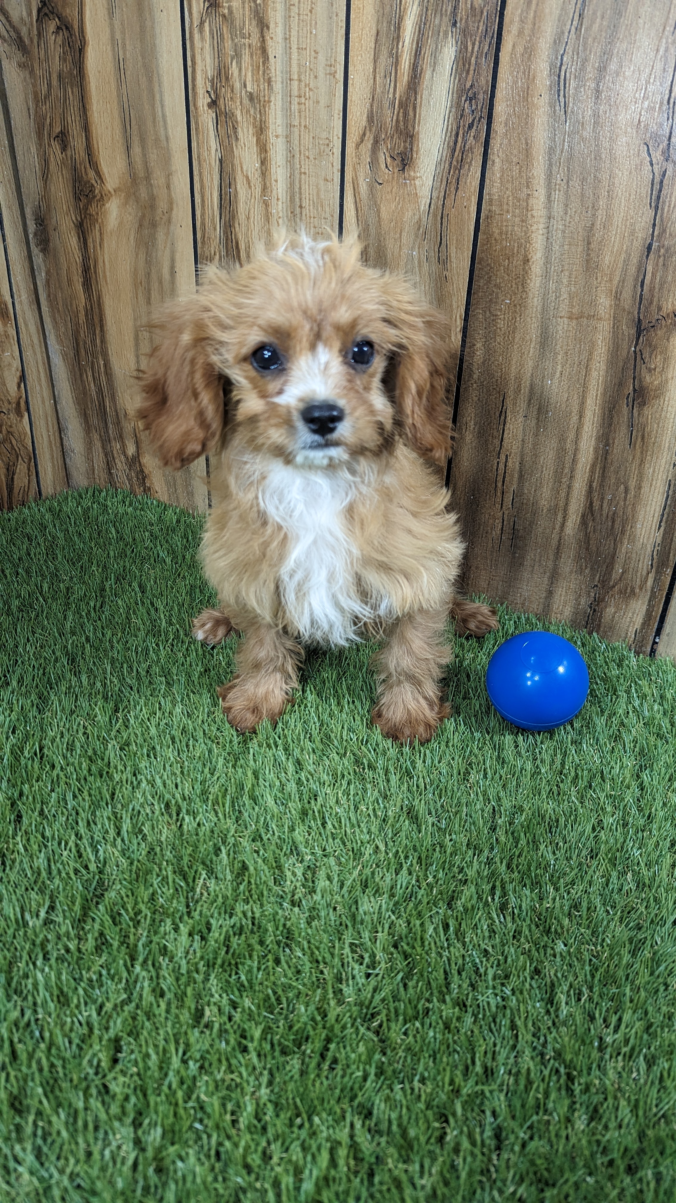 puppy, for, sale, Cavapoo, Randy  Swartzentruber, dog, breeder, Half Way, MO, dog-breeder, puppy-for-sale, forsale, nearby, find, puppyfind, locator, puppylocator, aca