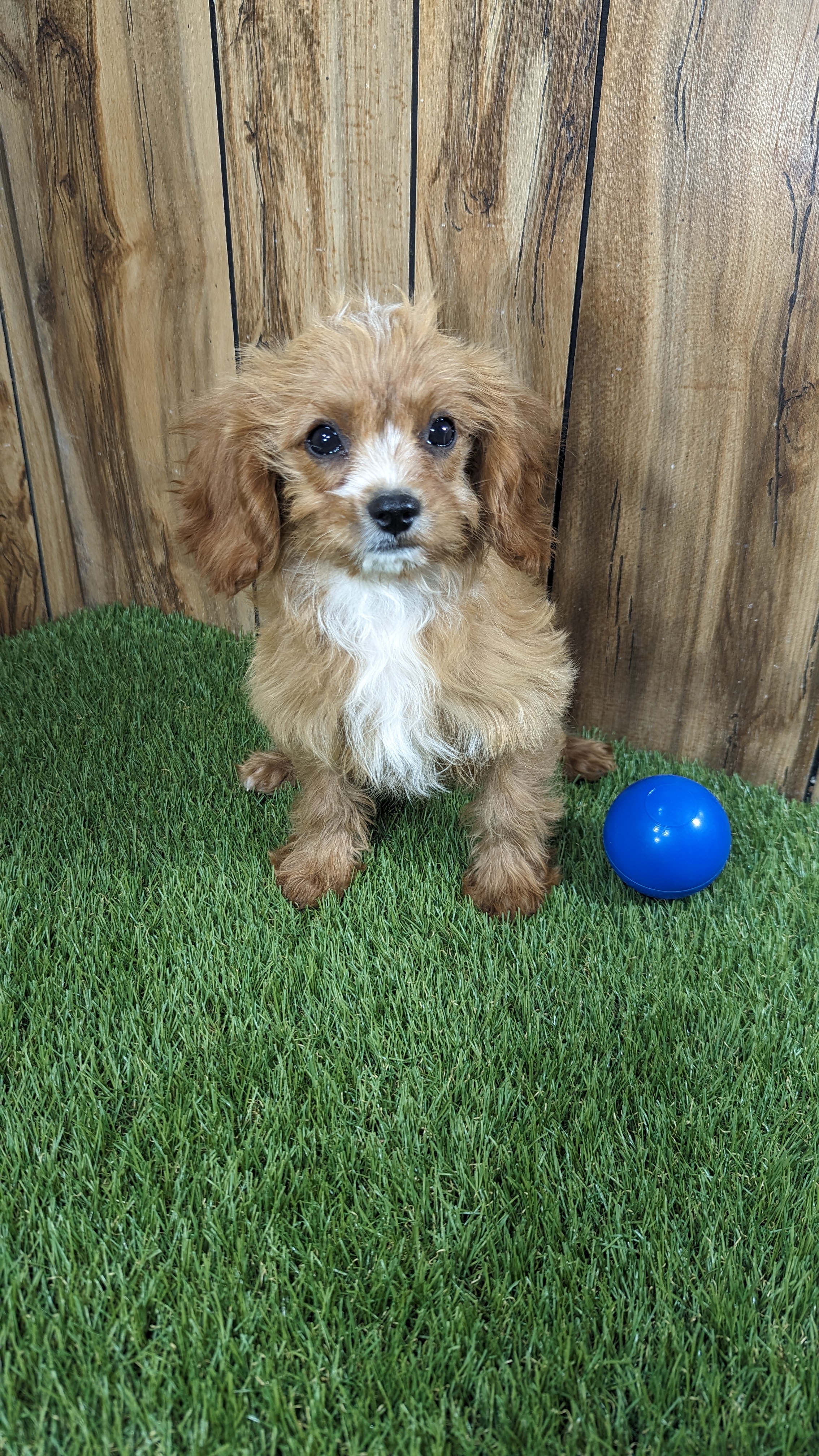 puppy, for, sale, Cavapoo, Randy  Swartzentruber, dog, breeder, Half Way, MO, dog-breeder, puppy-for-sale, forsale, nearby, find, puppyfind, locator, puppylocator, aca